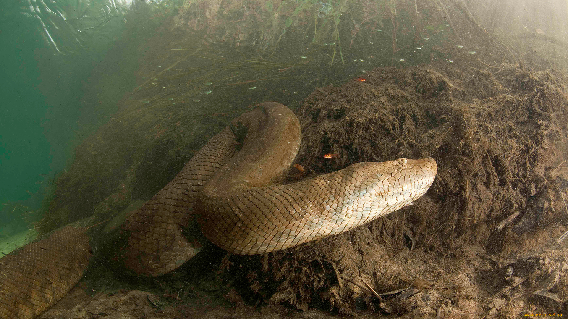 анаконда, животные, змеи, , питоны, , кобры, змея, хищник, охота, перу, подводная, вода