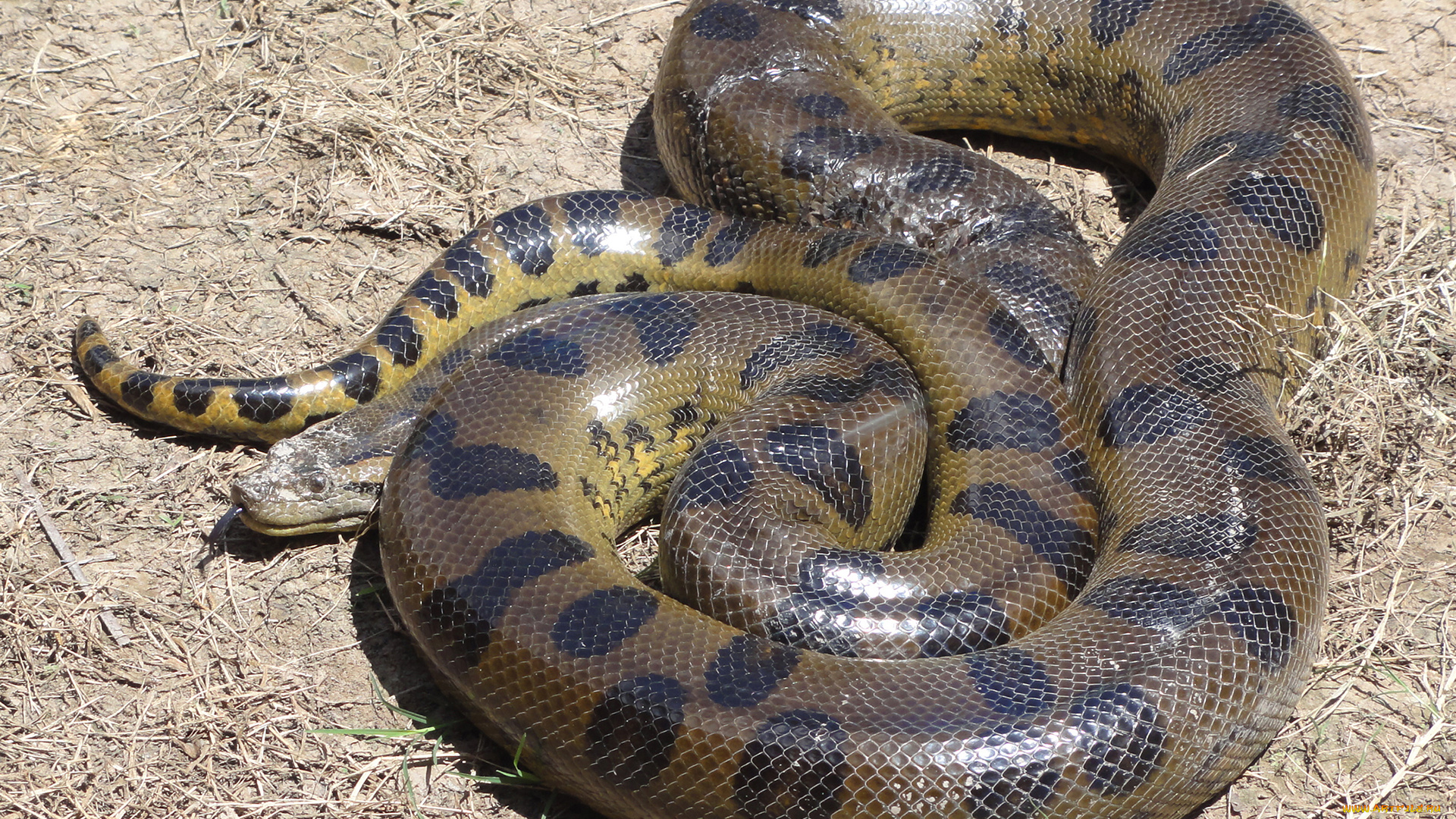 анаконда, животные, змеи, , питоны, , кобры, змея, хищник, охота, перу