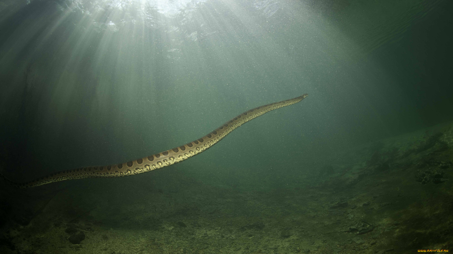 анаконда, животные, змеи, , питоны, , кобры, змея, убийца, подводный, мир, охота