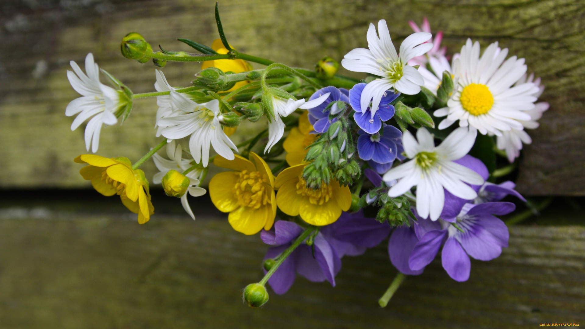 цветы, букеты, , композиции, букетик