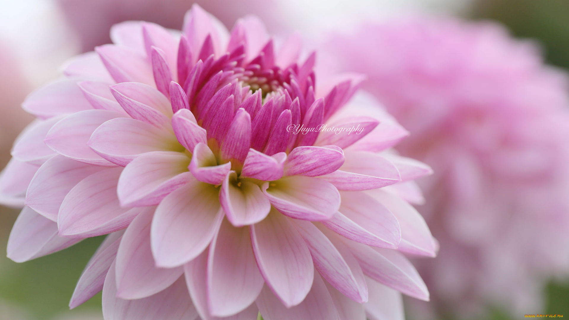 цветы, георгины, георгина