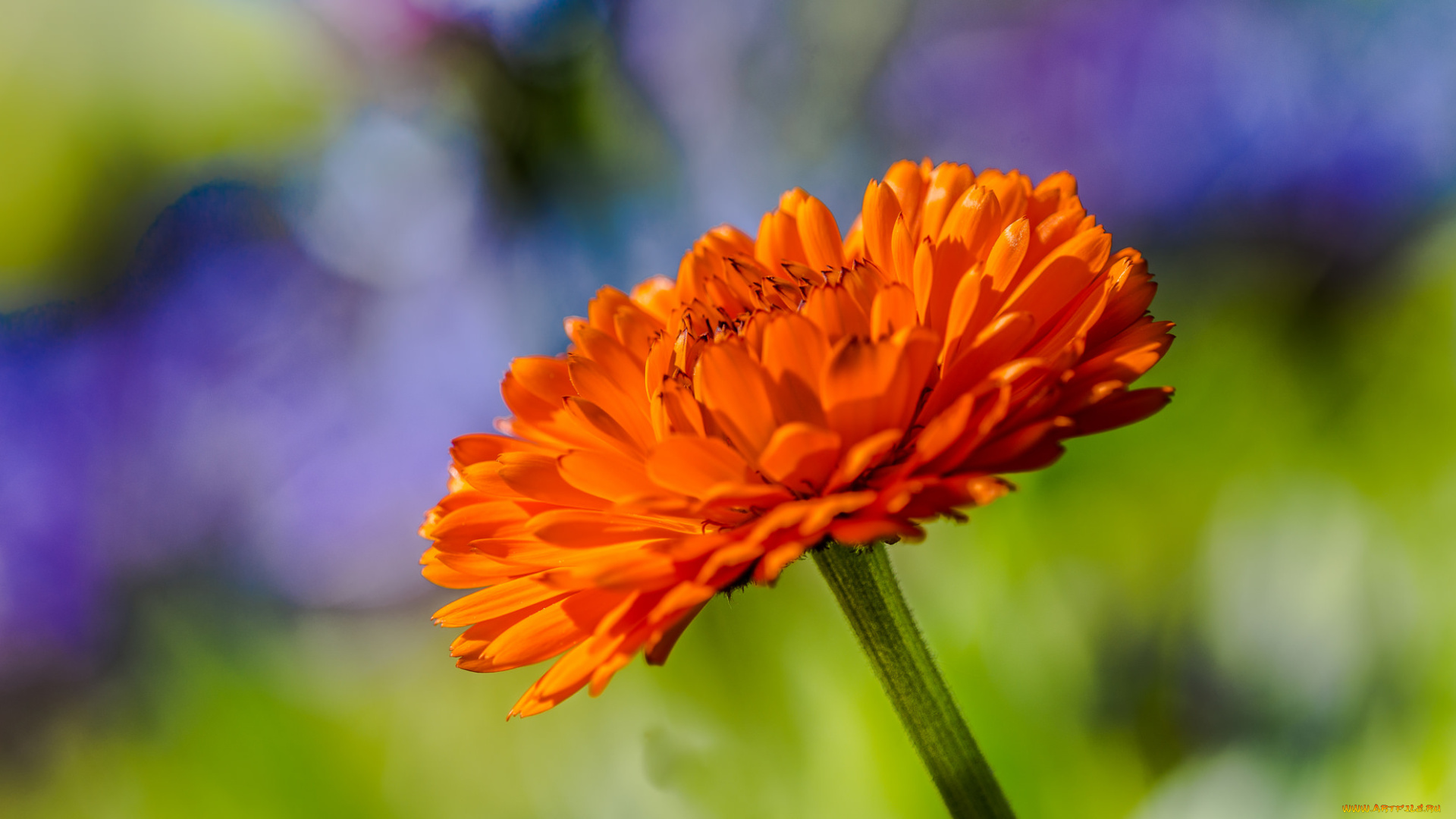 цветы, календула