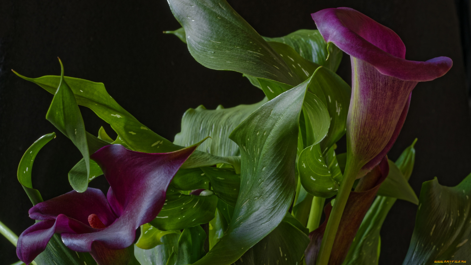 цветы, каллы, лепестки, листья