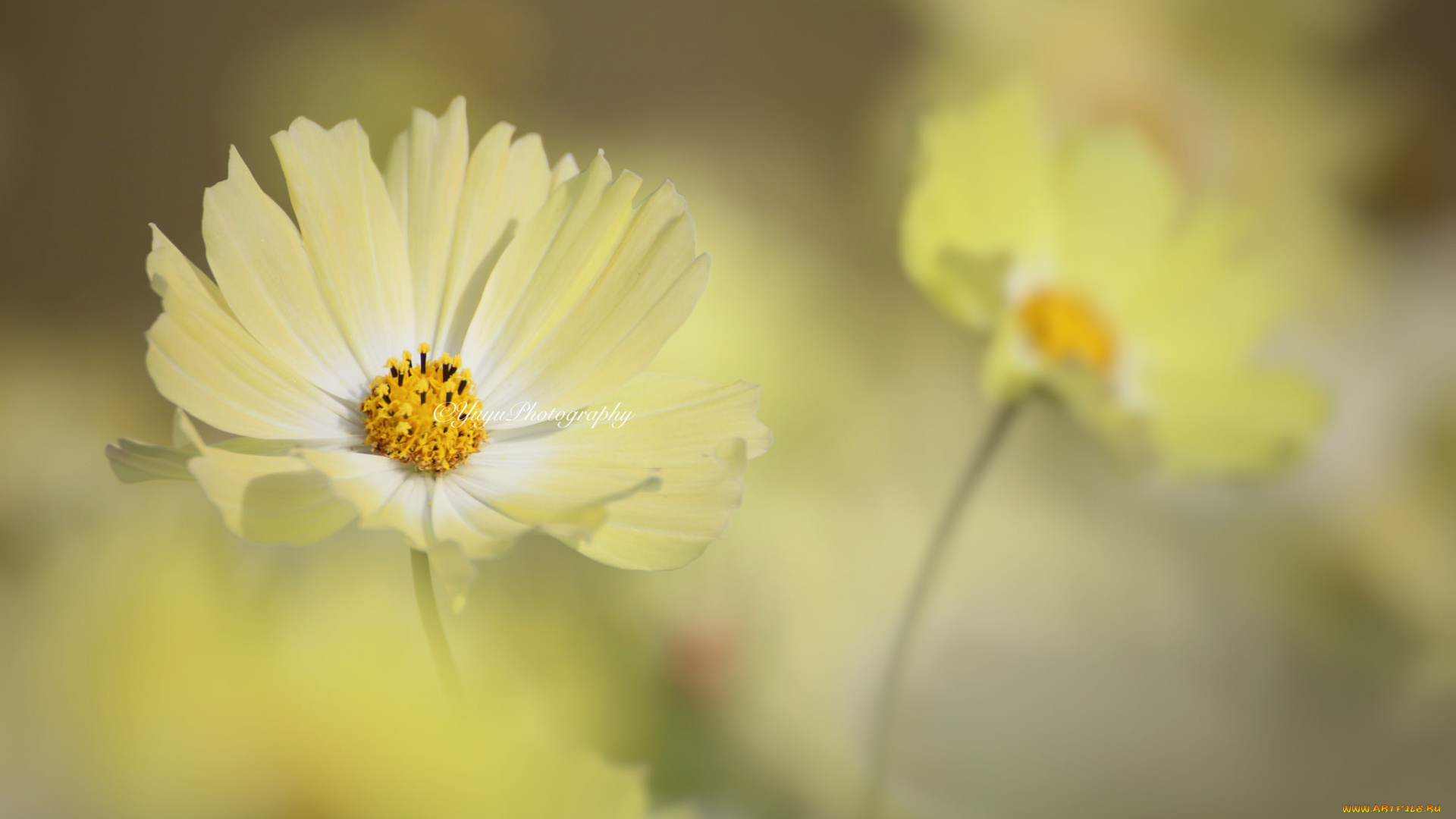 цветы, космея, макро