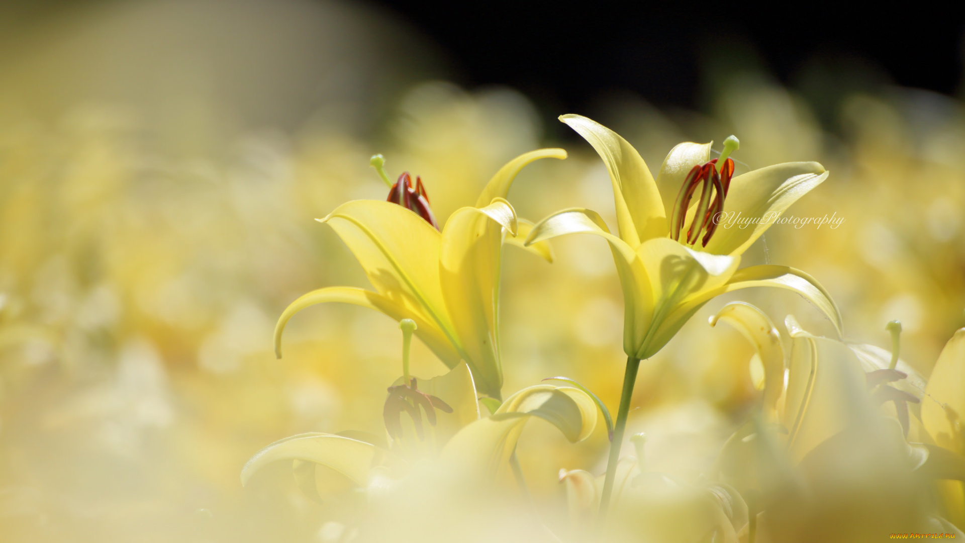 цветы, лилии, , лилейники, лилия