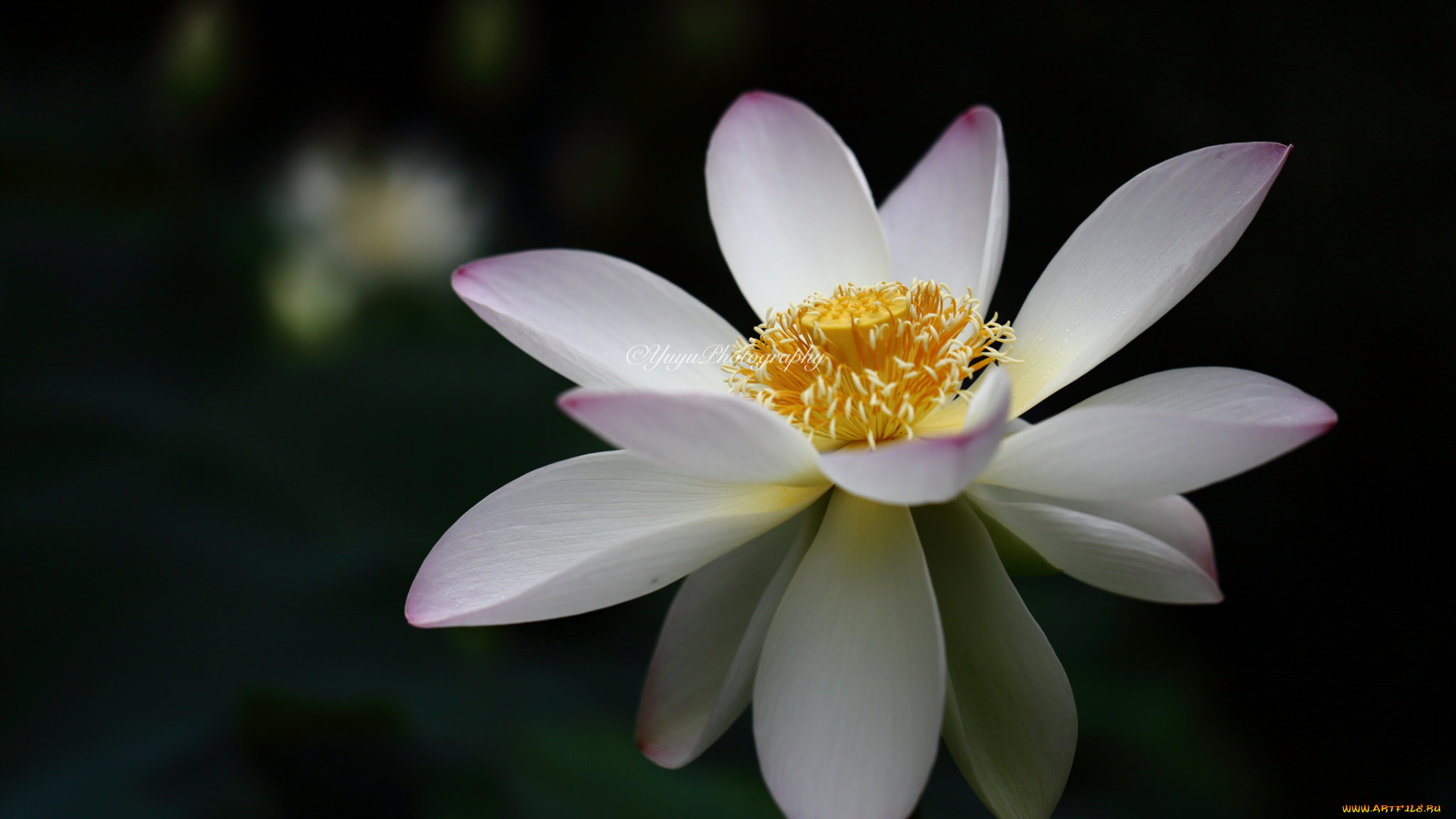 цветы, лотосы, лотос