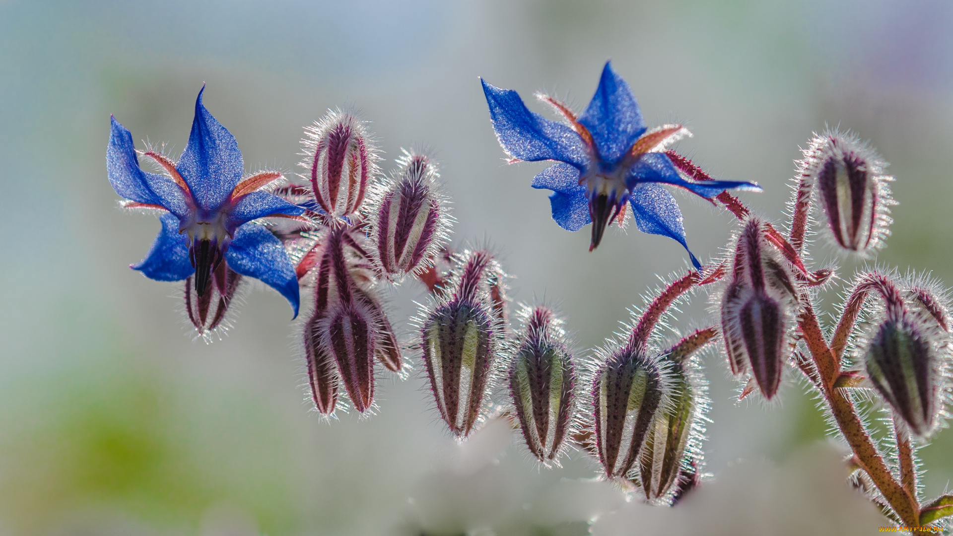 цветы, луговые, , полевые, , цветы, макро