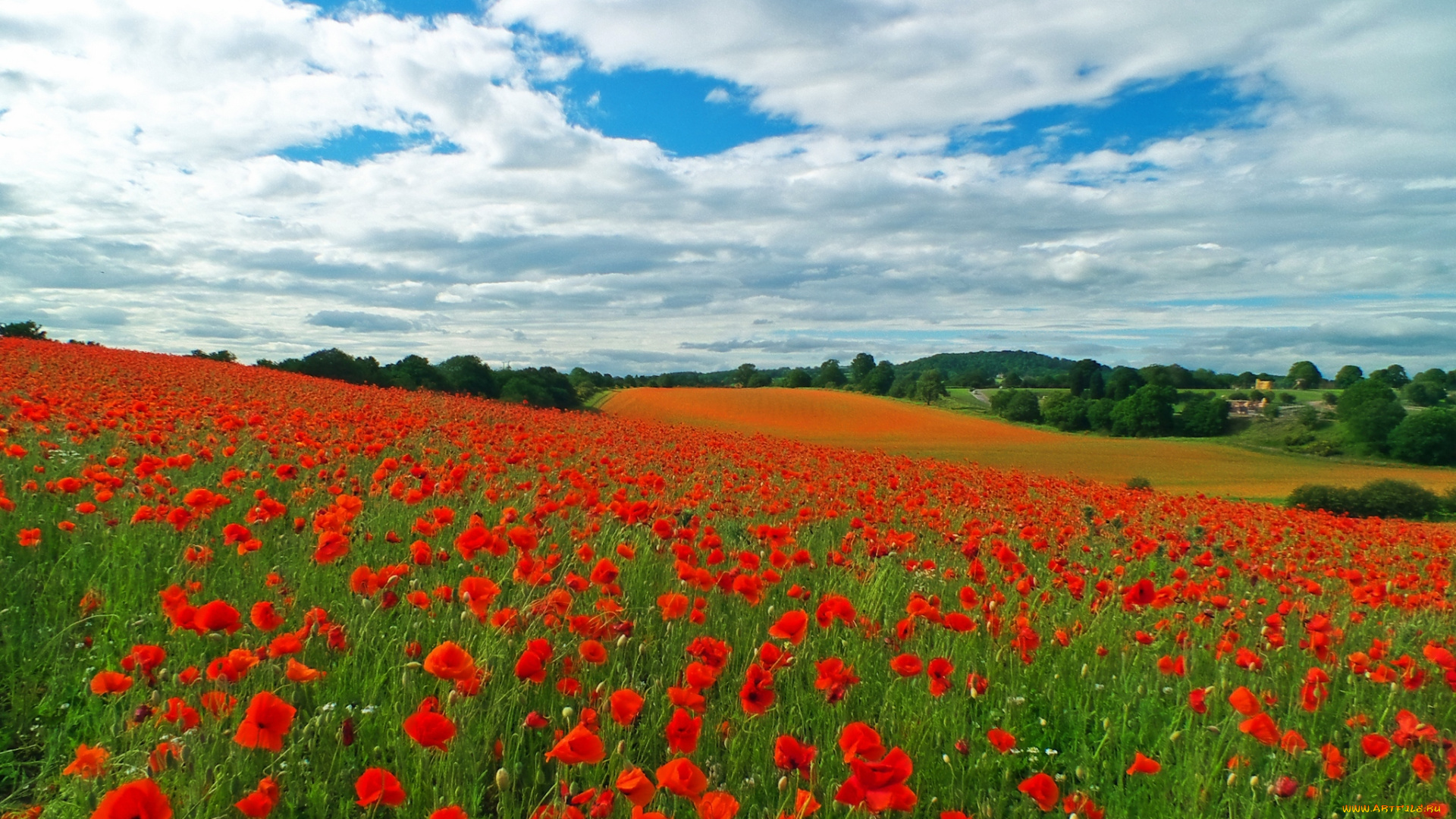цветы, маки, поле
