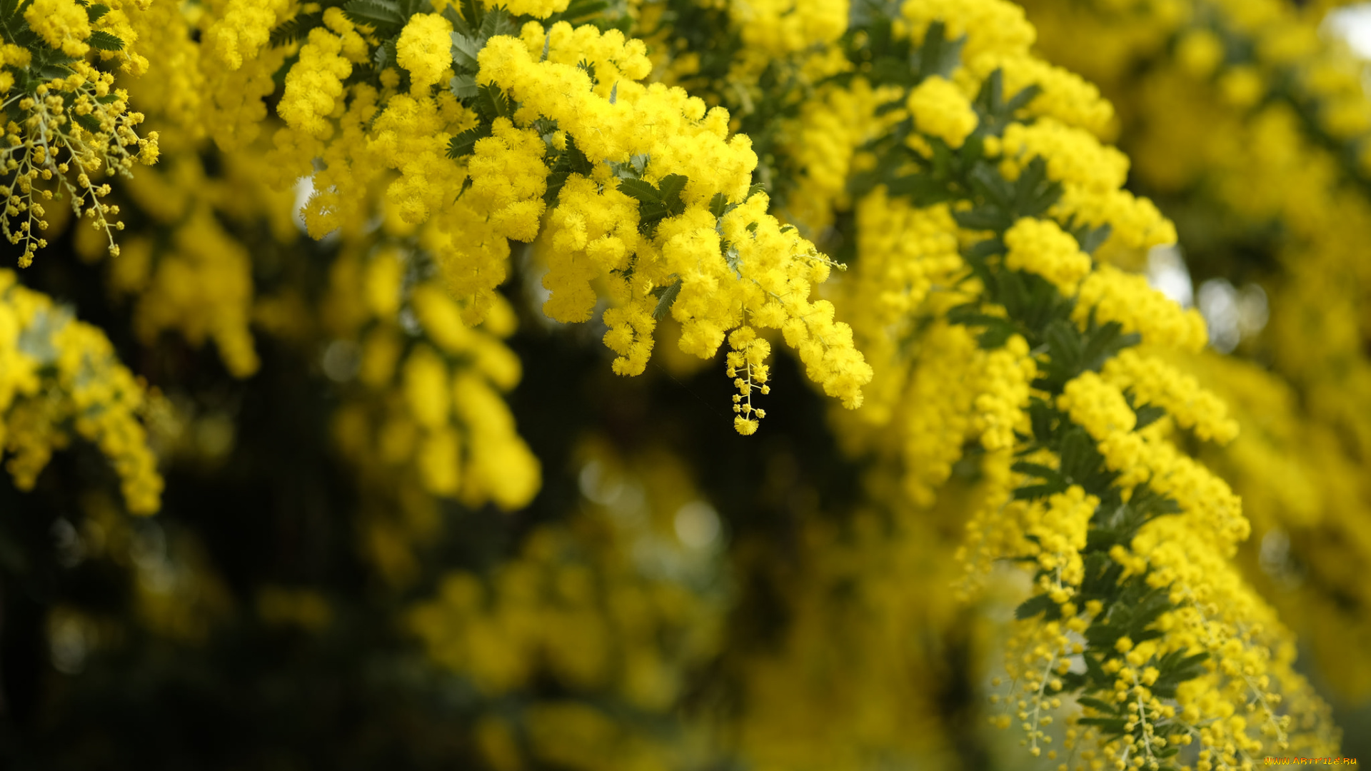 цветы, мимоза, желтый, пушистый, макро, весна