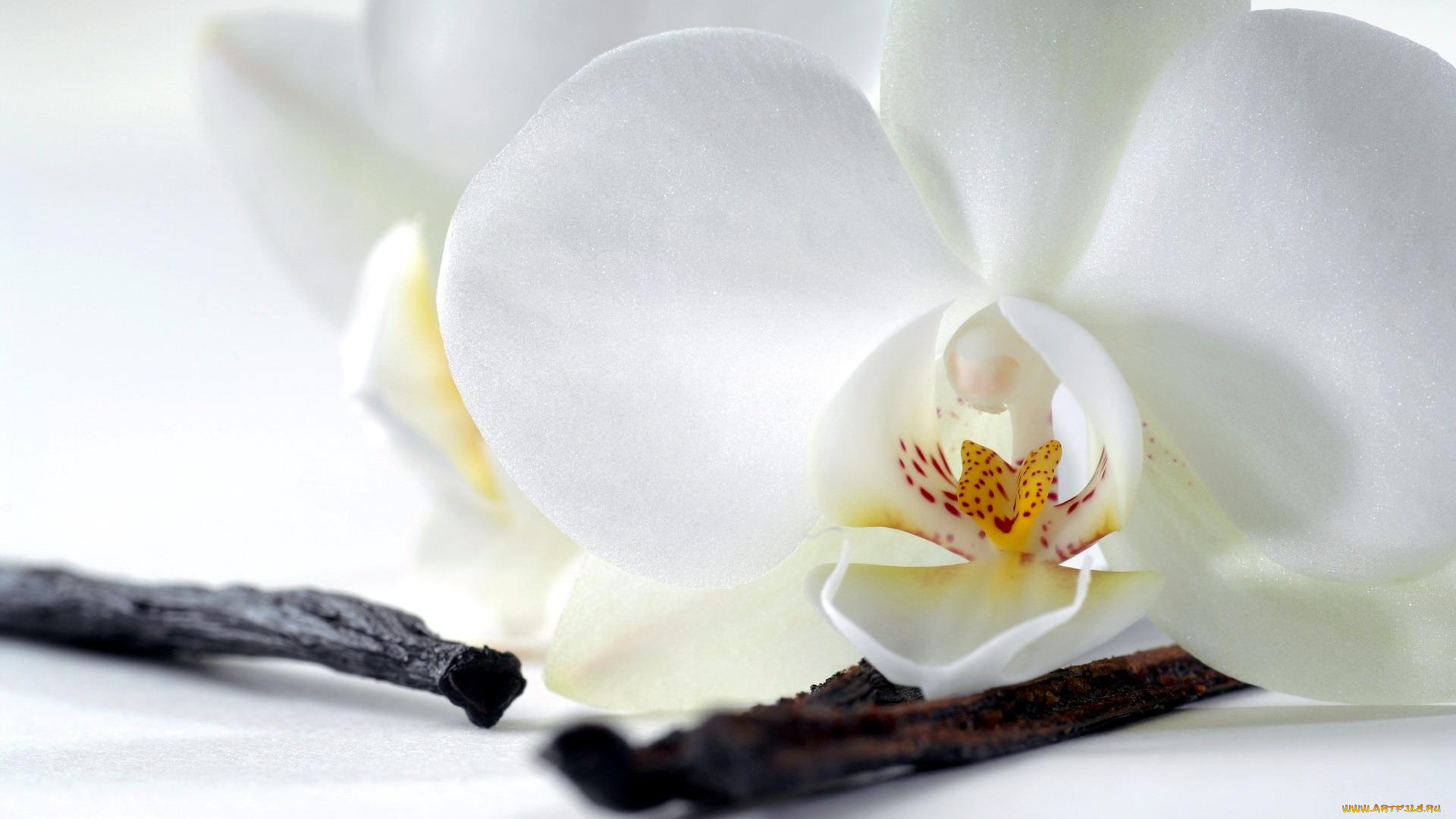 цветы, орхидеи, орхидея, белая, палки