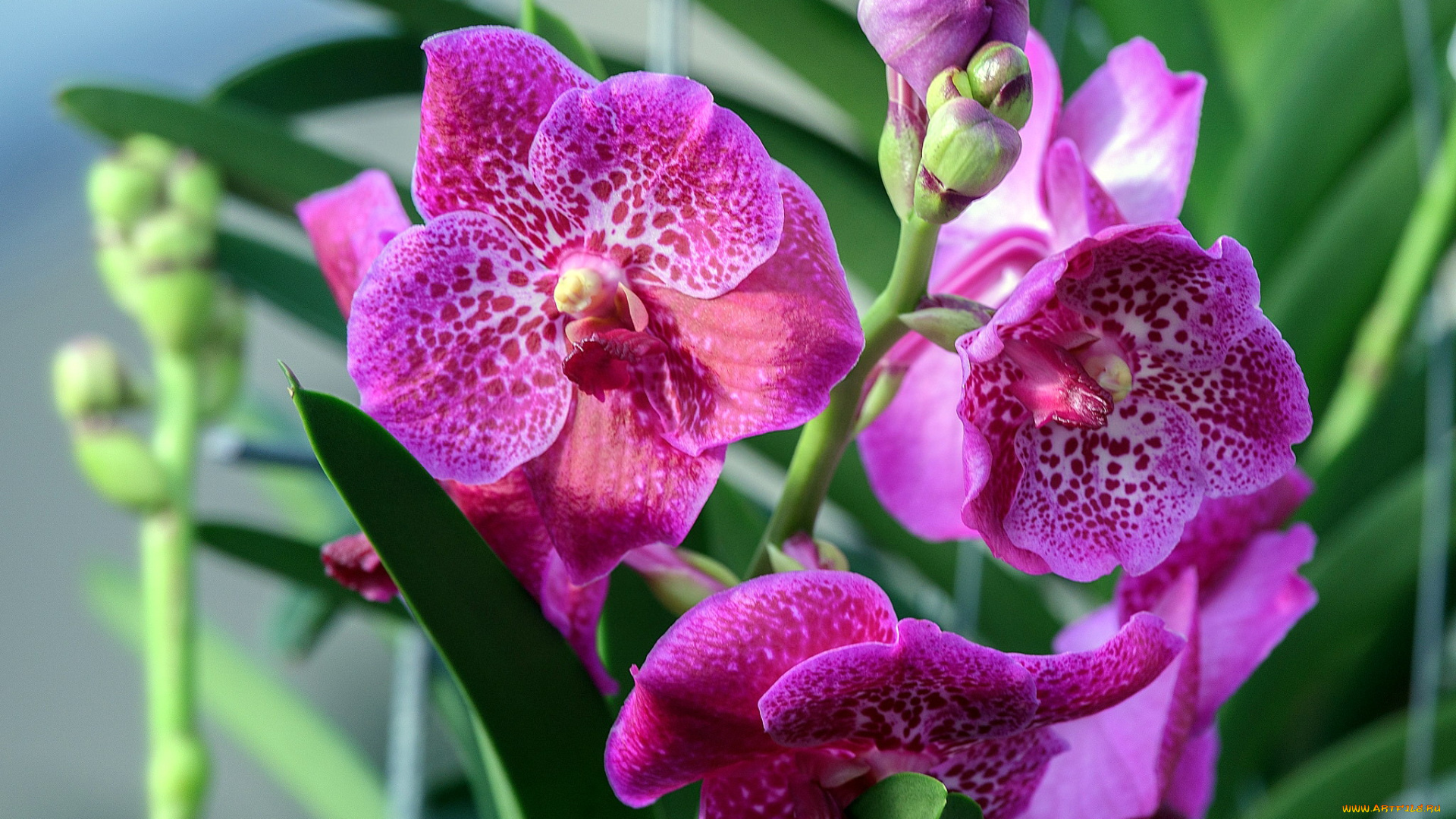 цветы, орхидеи, пятнистые