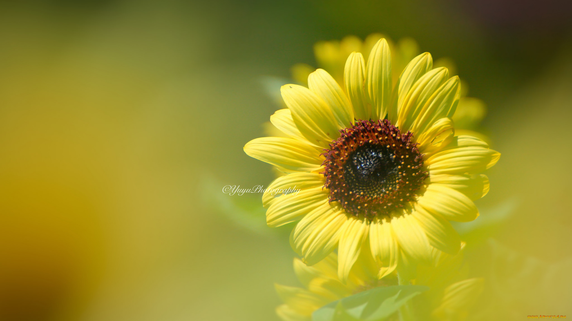 цветы, подсолнухи, подсолнух, размытость