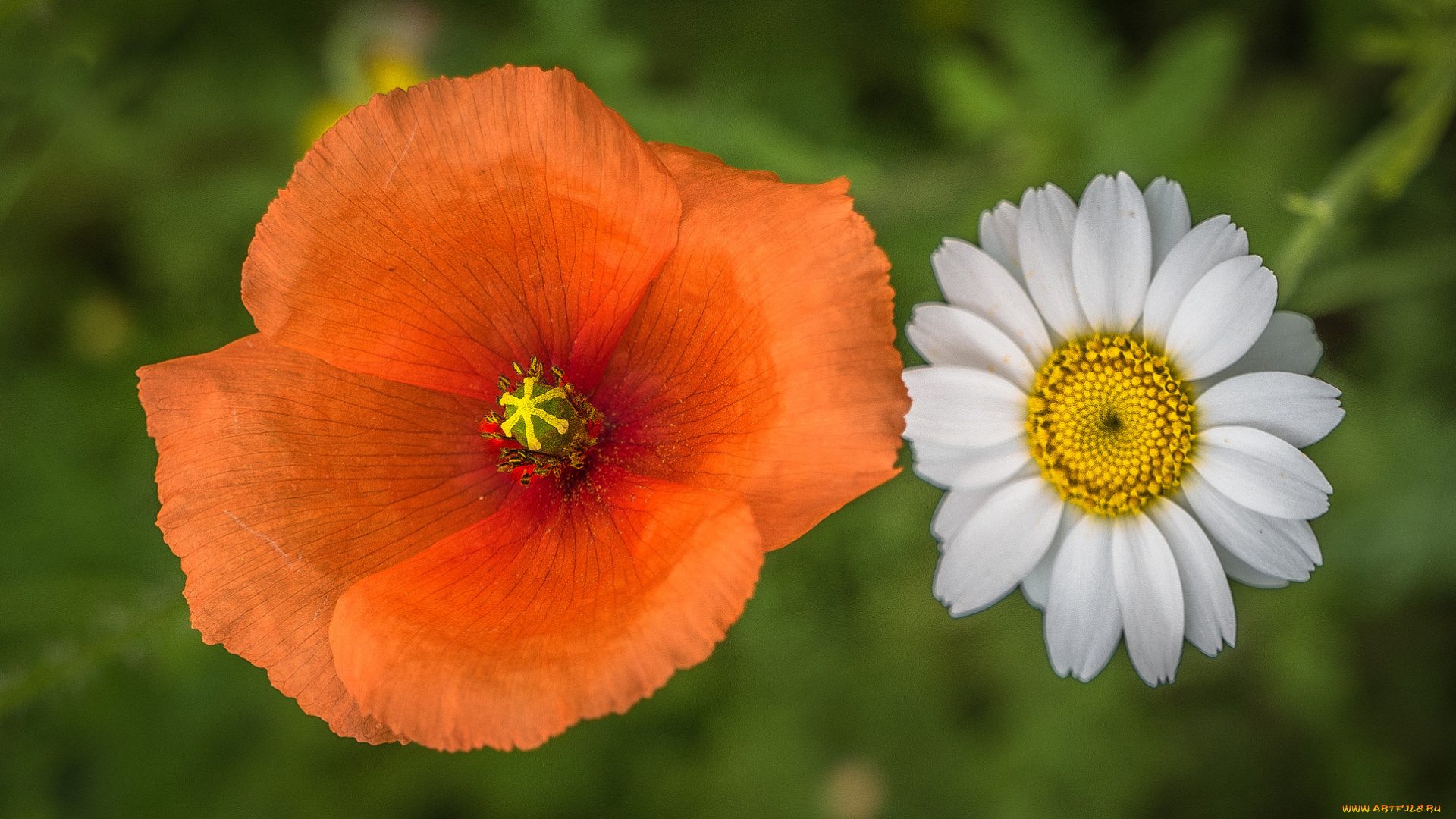 цветы, разные, вместе, мак, ромашка