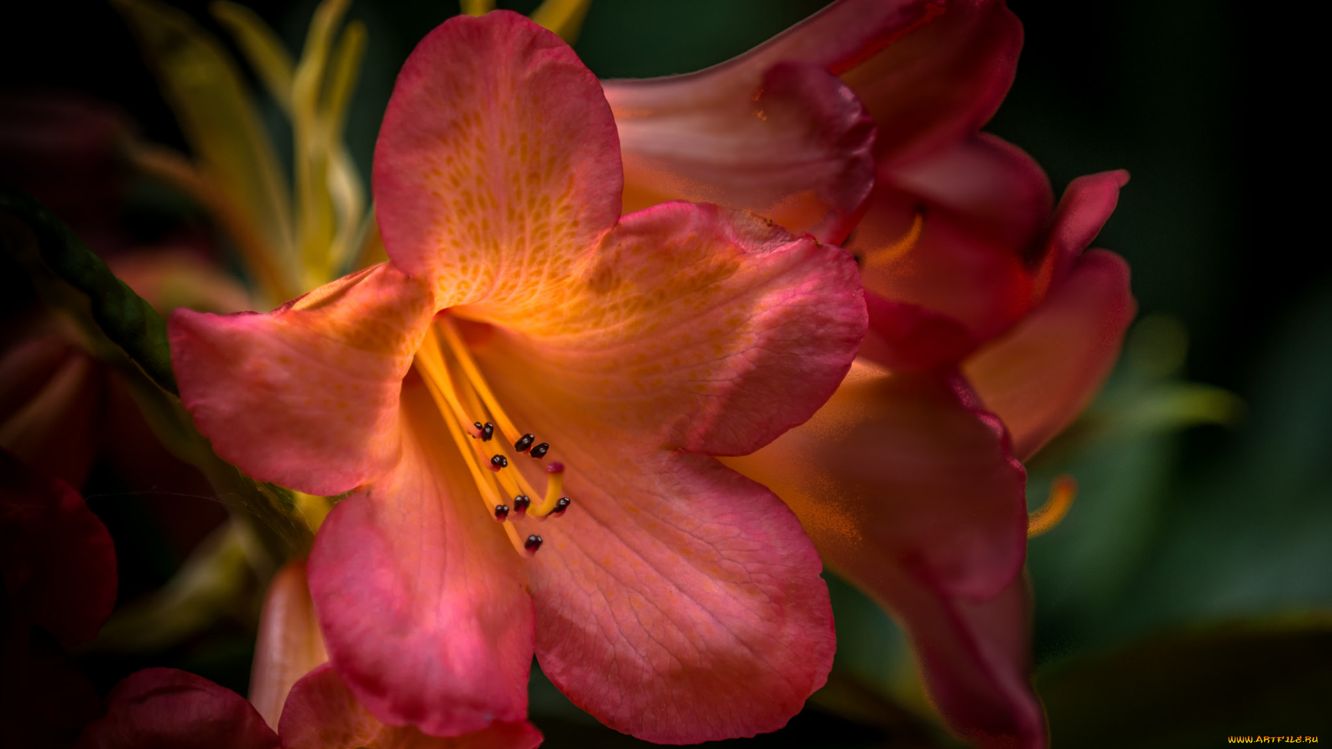 цветы, рододендроны, , азалии, рододендрон