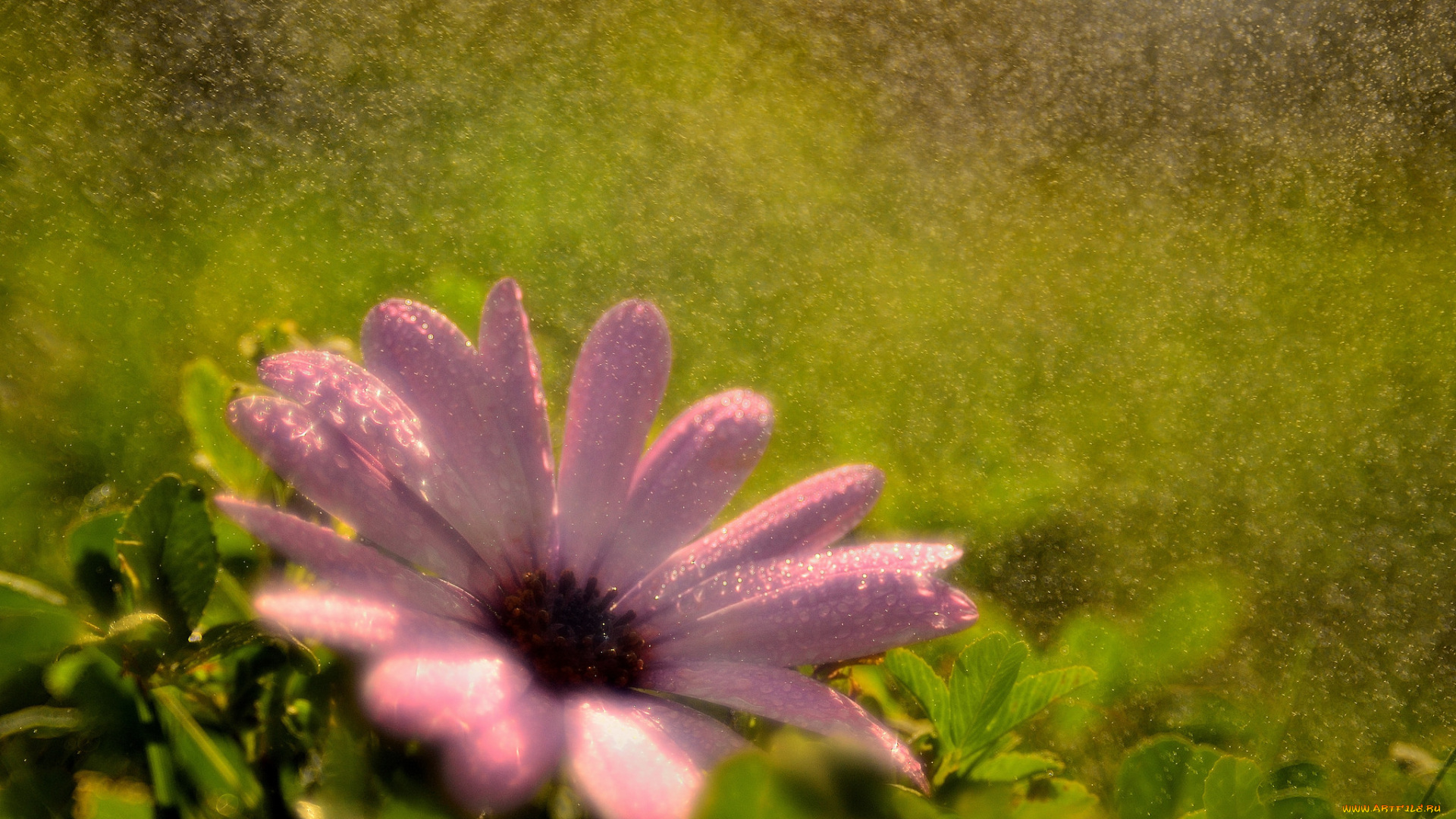 цветы, ромашки, цветок, капли