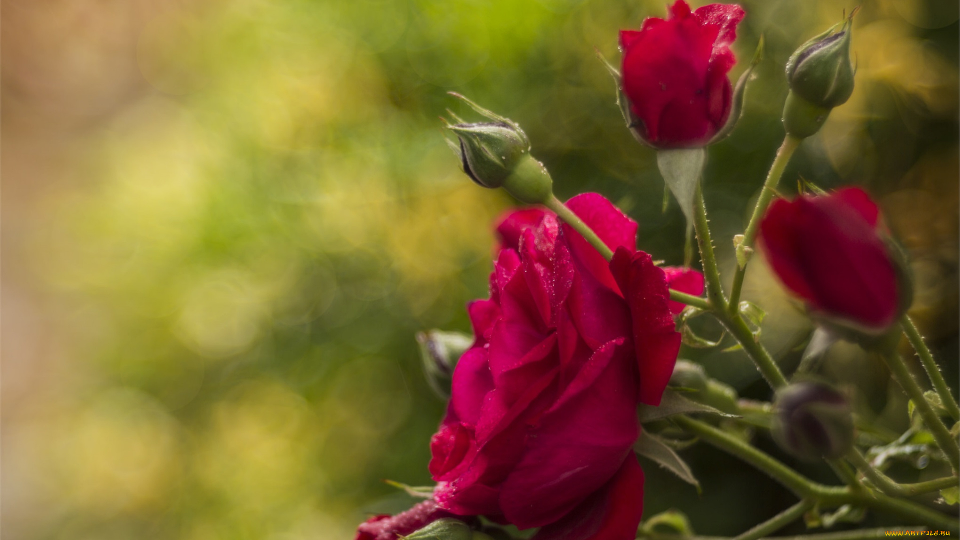 цветы, розы