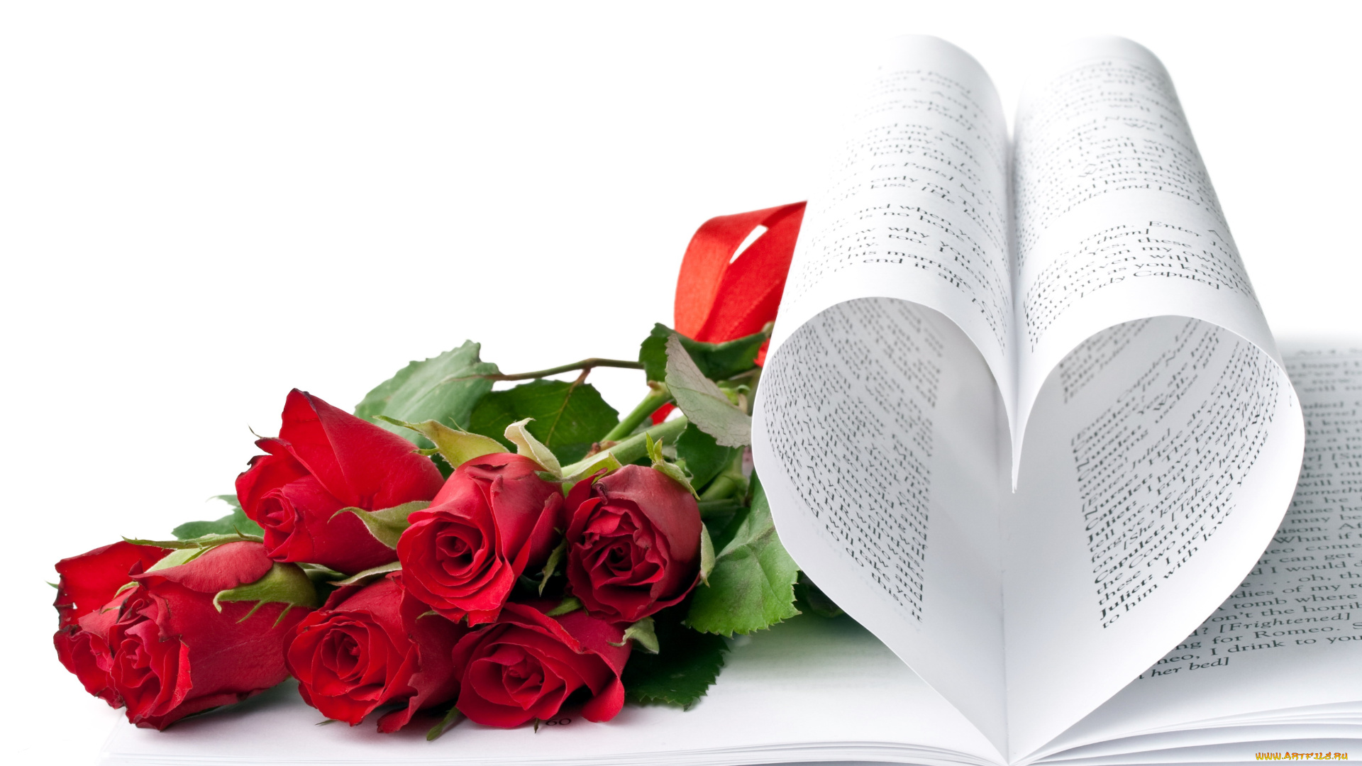 цветы, розы, книга, красный