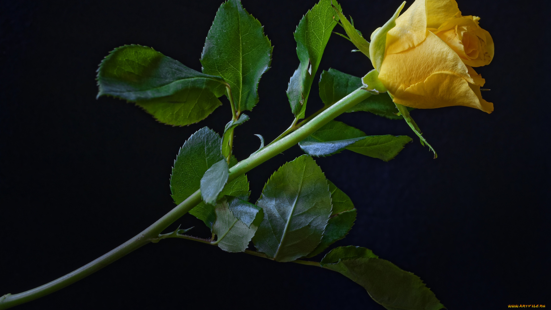 цветы, розы, лепестки, листья