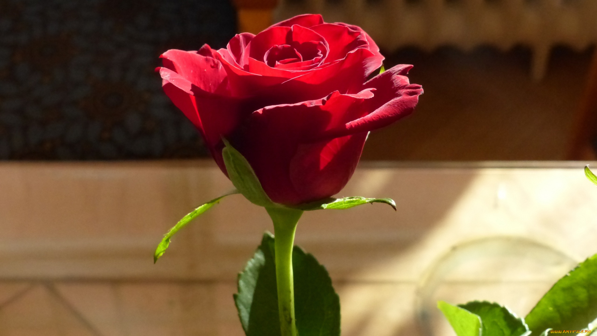 цветы, розы, одиночка