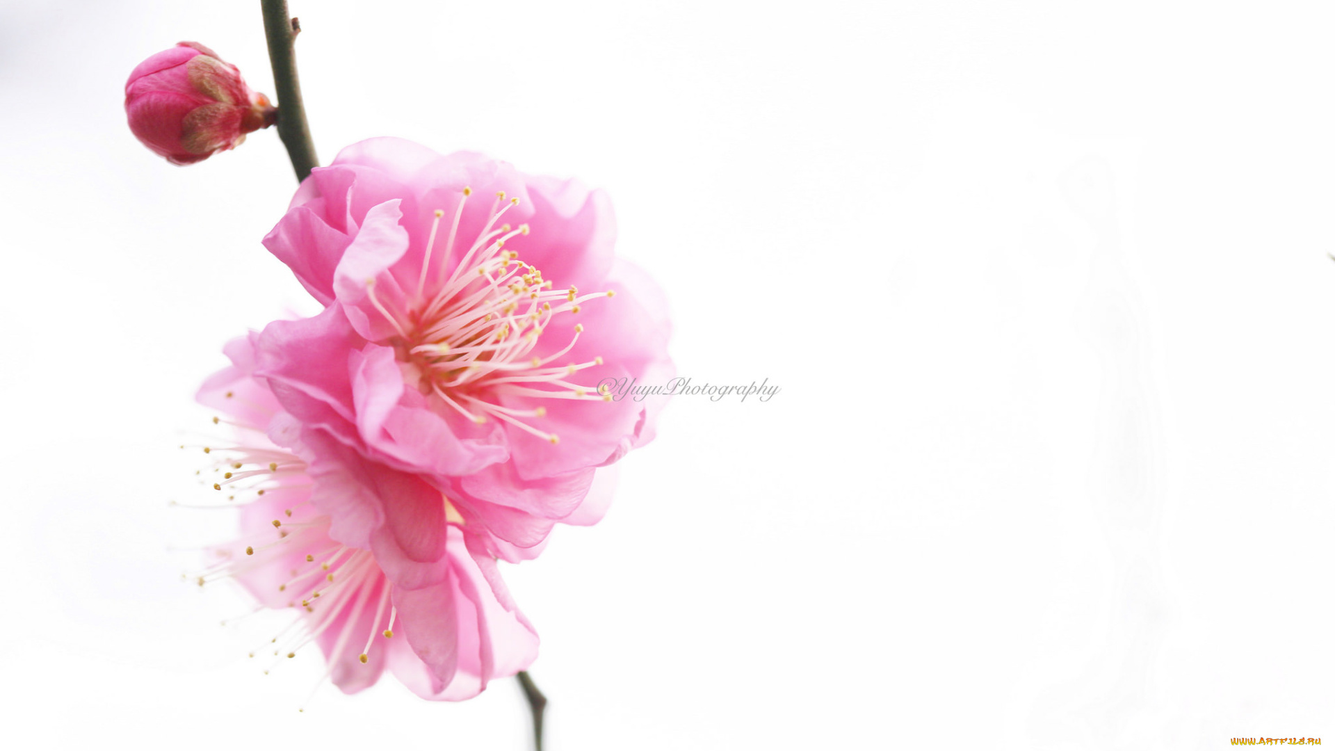 цветы, сакура, , вишня, макро