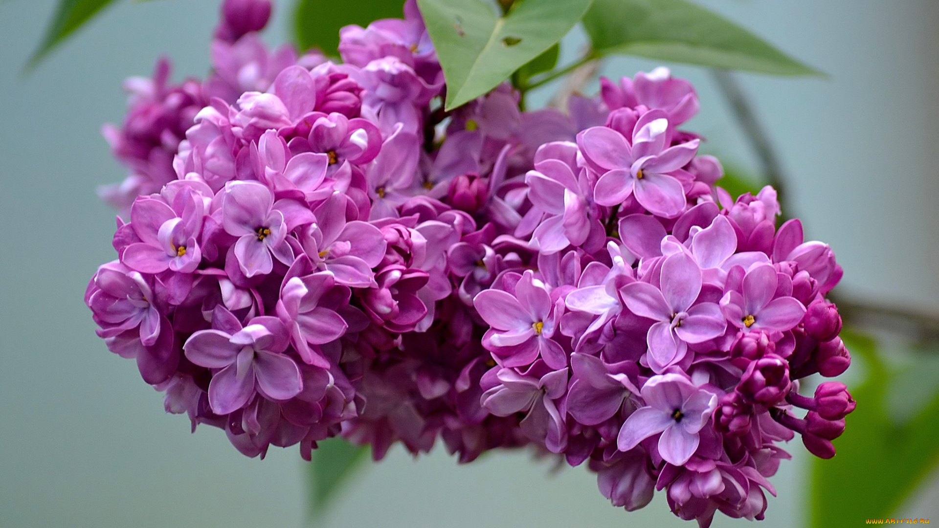 цветы, сирень