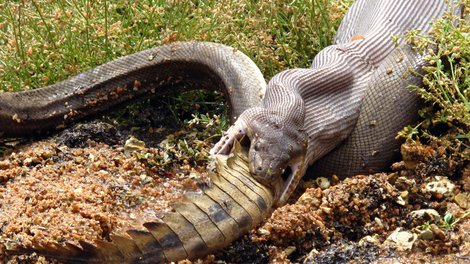 схватка, , питон, и, крокодил, животные, змеи, , питоны, , кобры, схватка, питон, крокодил, борьба, охота