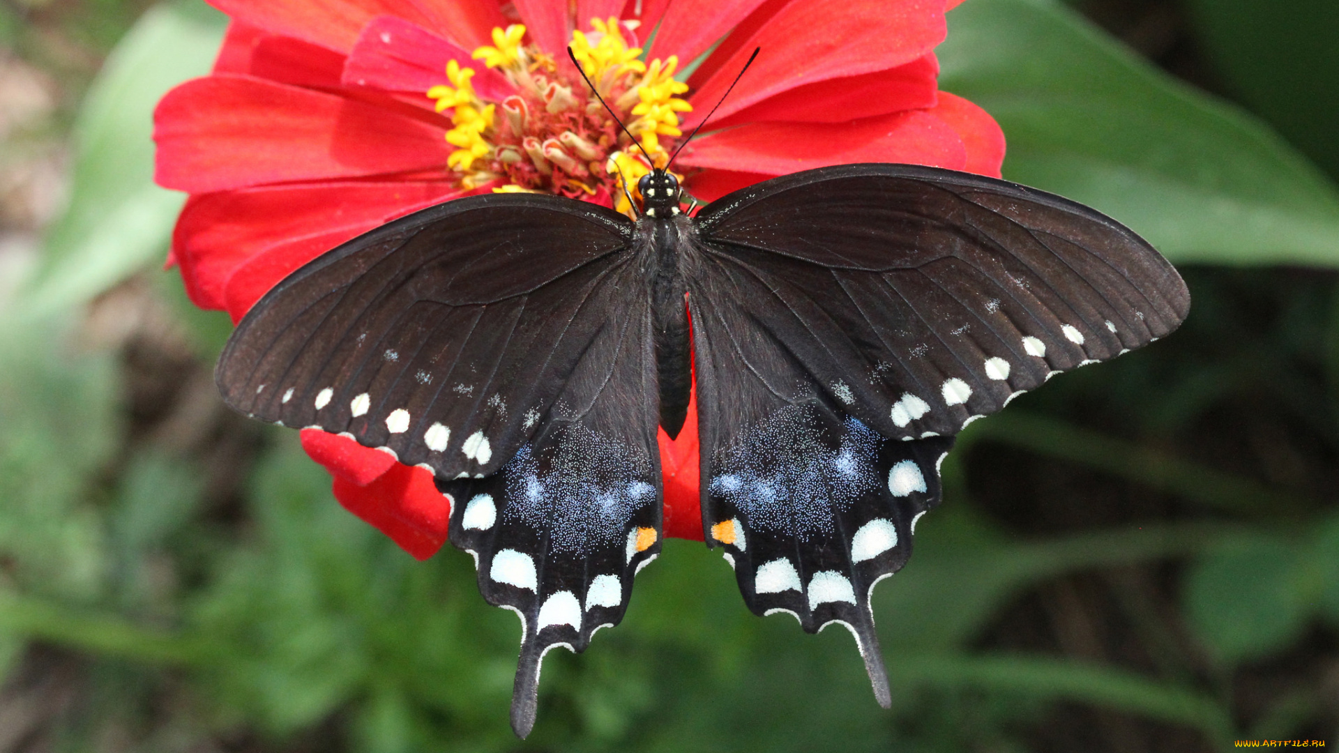 животные, бабочки, , мотыльки, , моли, бабочка