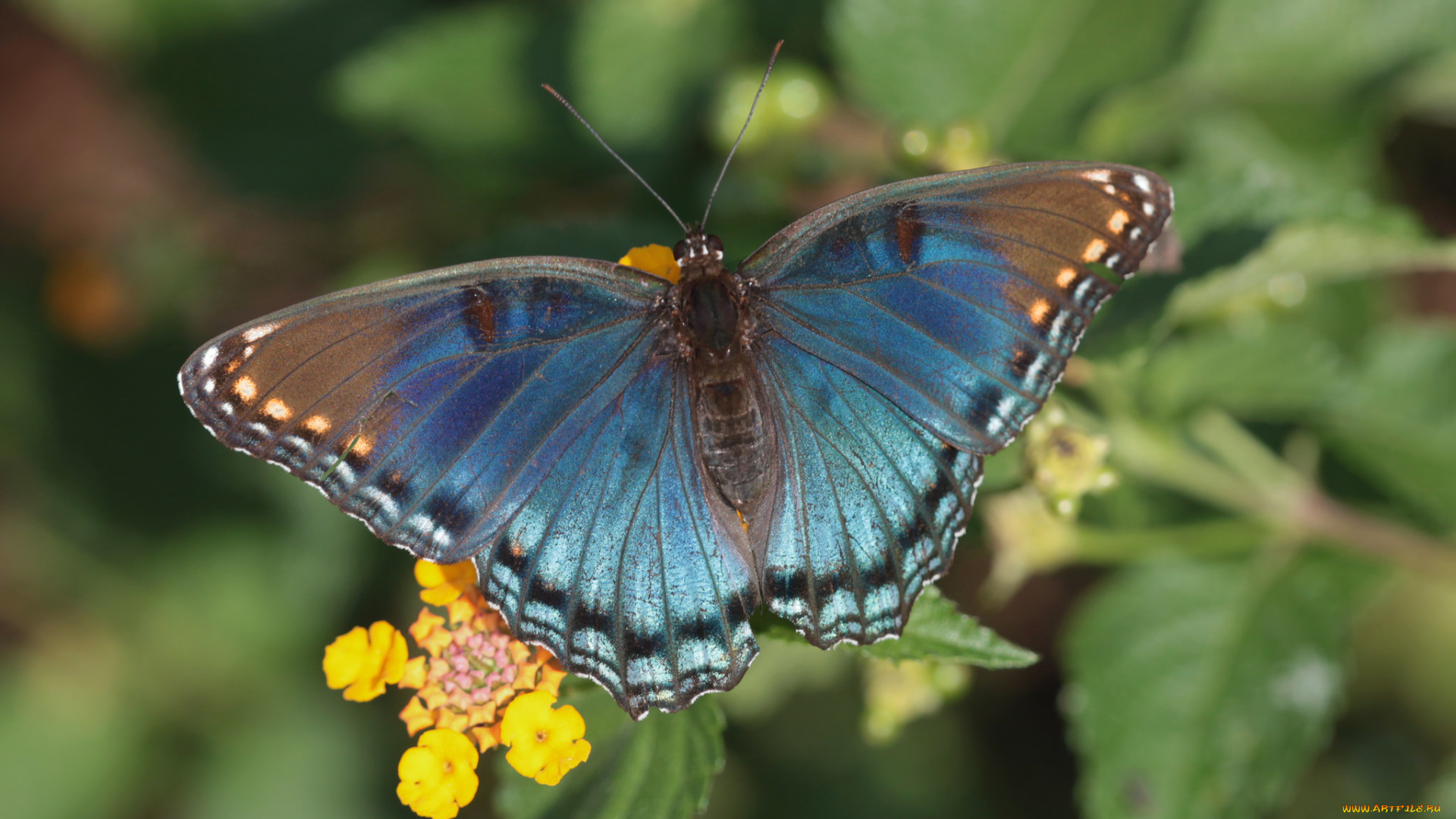 животные, бабочки, , мотыльки, , моли, бабочка