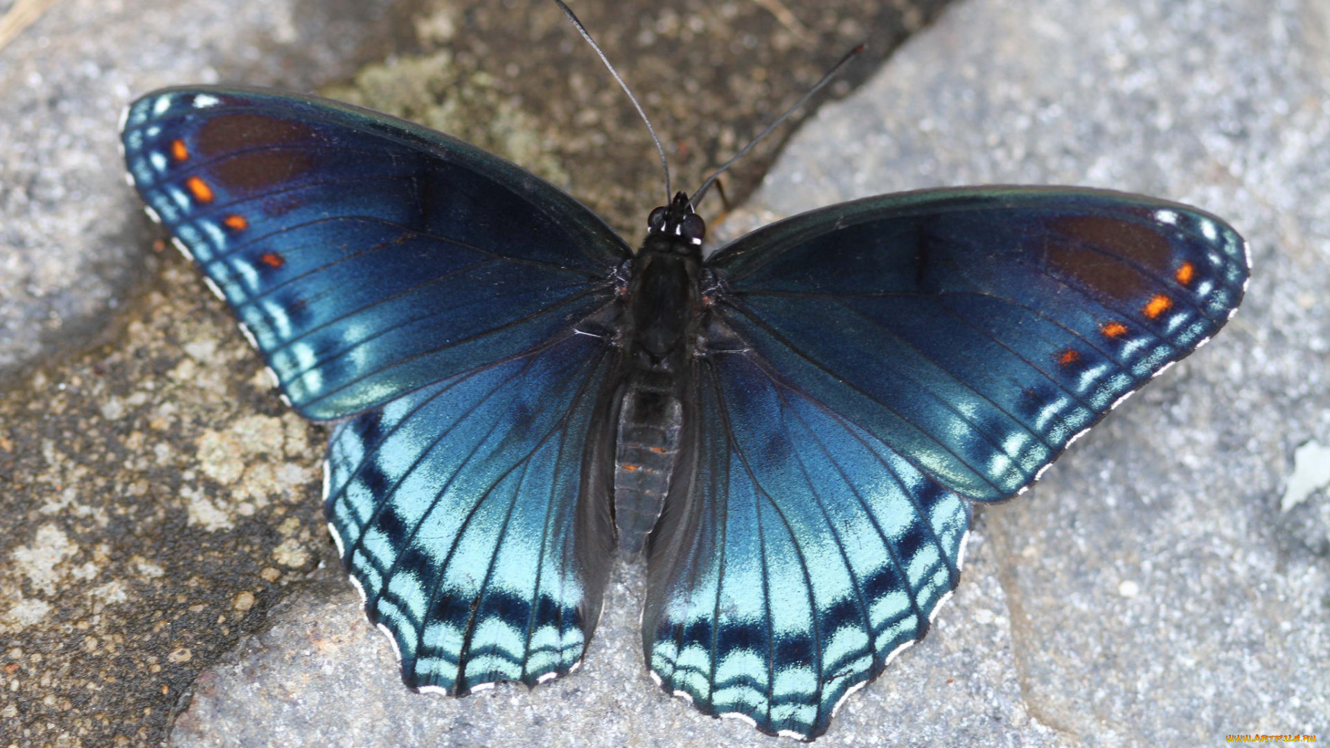 животные, бабочки, , мотыльки, , моли, бабочка