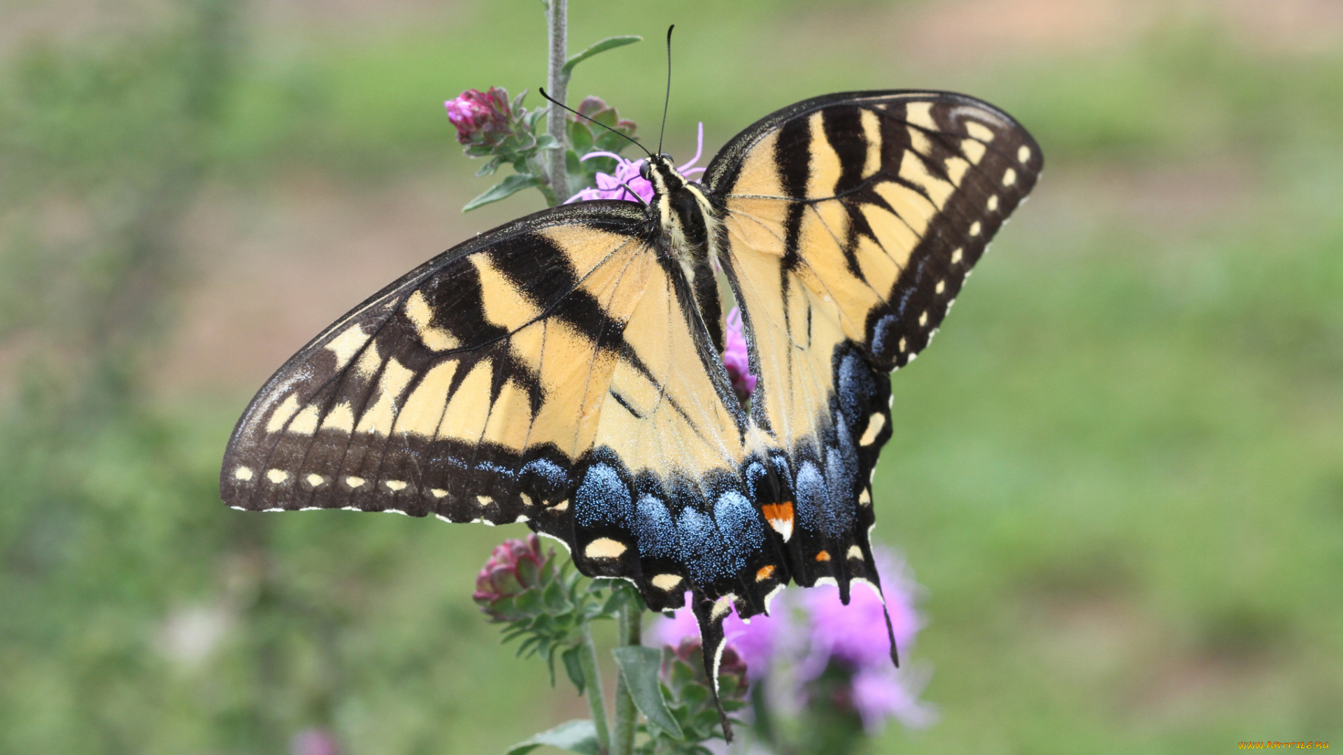 животные, бабочки, , мотыльки, , моли, бабочка