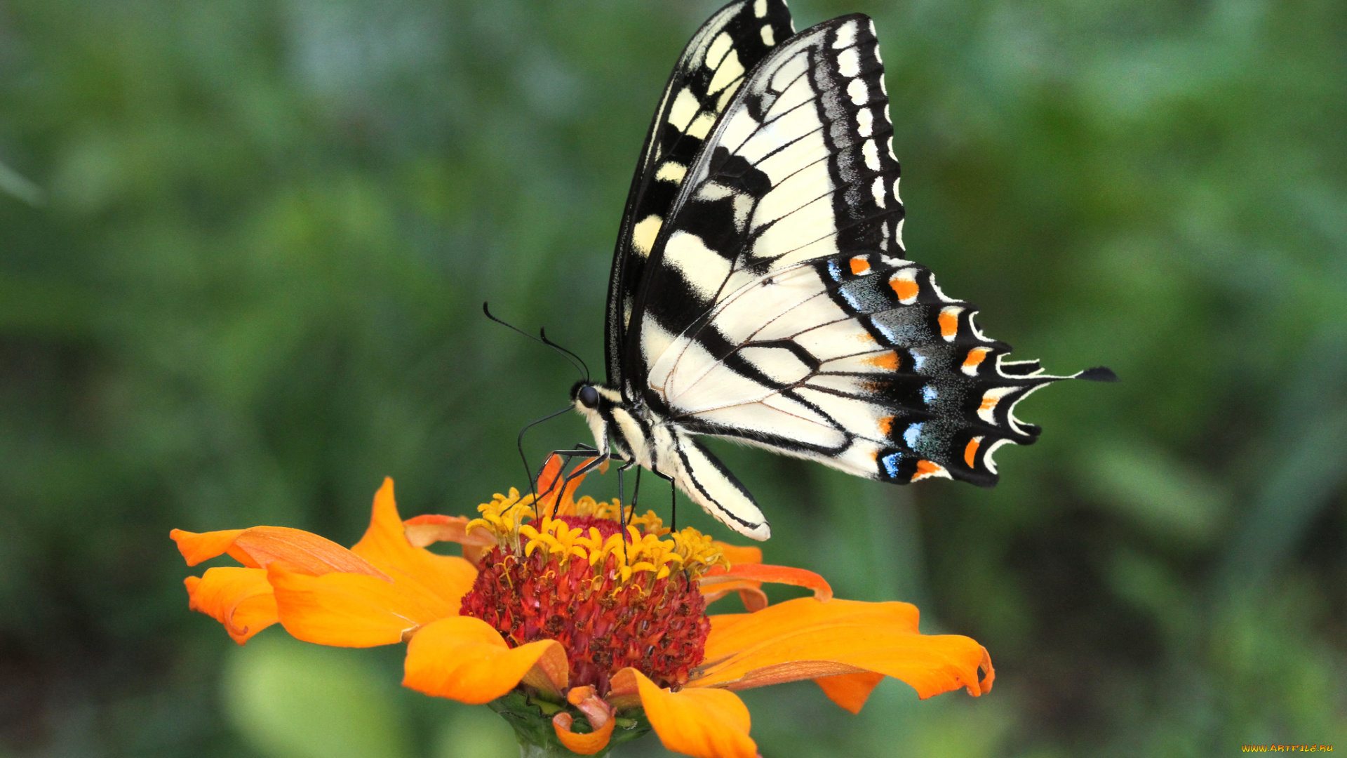 животные, бабочки, , мотыльки, , моли, бабочка