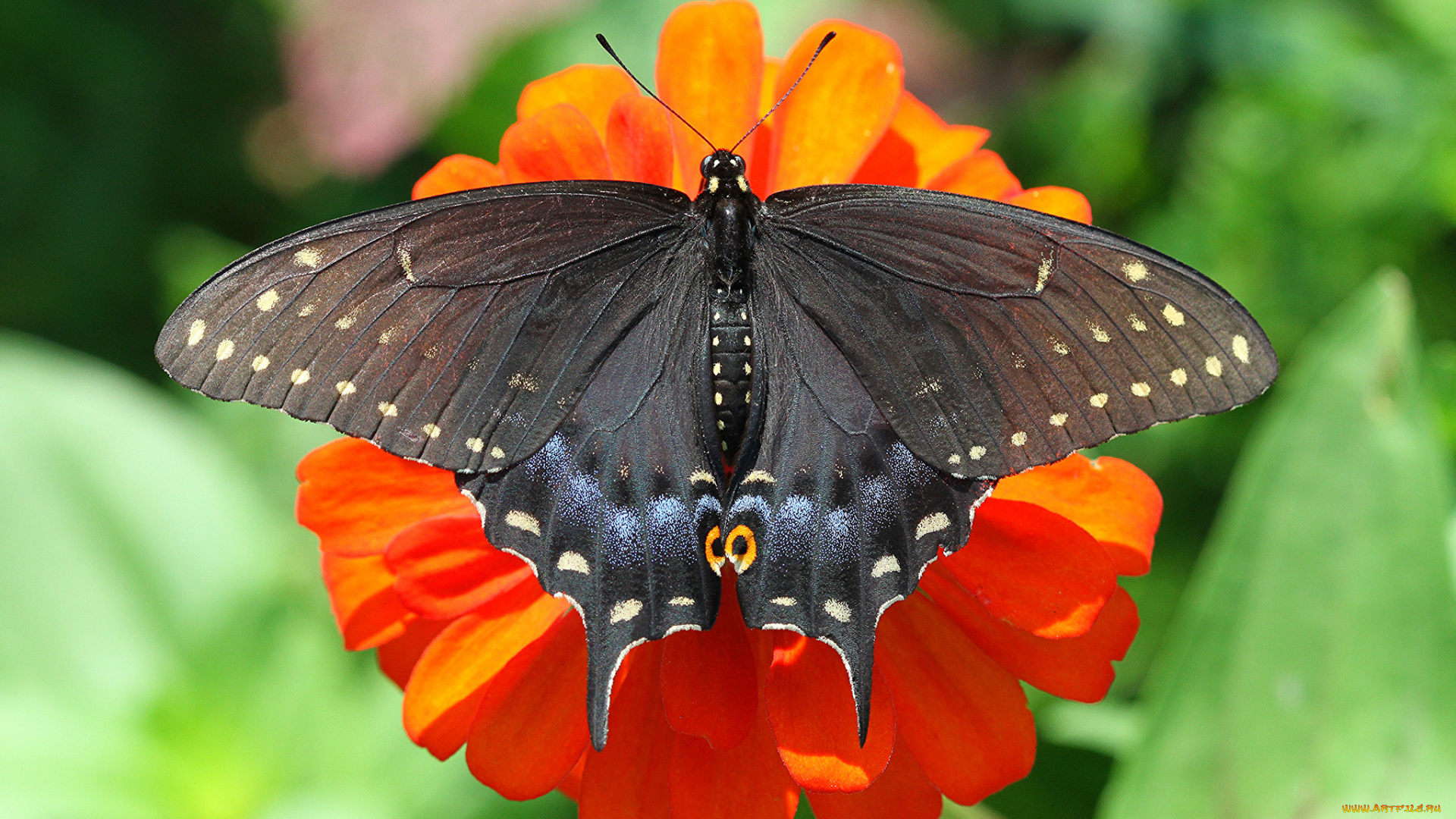 животные, бабочки, , мотыльки, , моли, бабочка