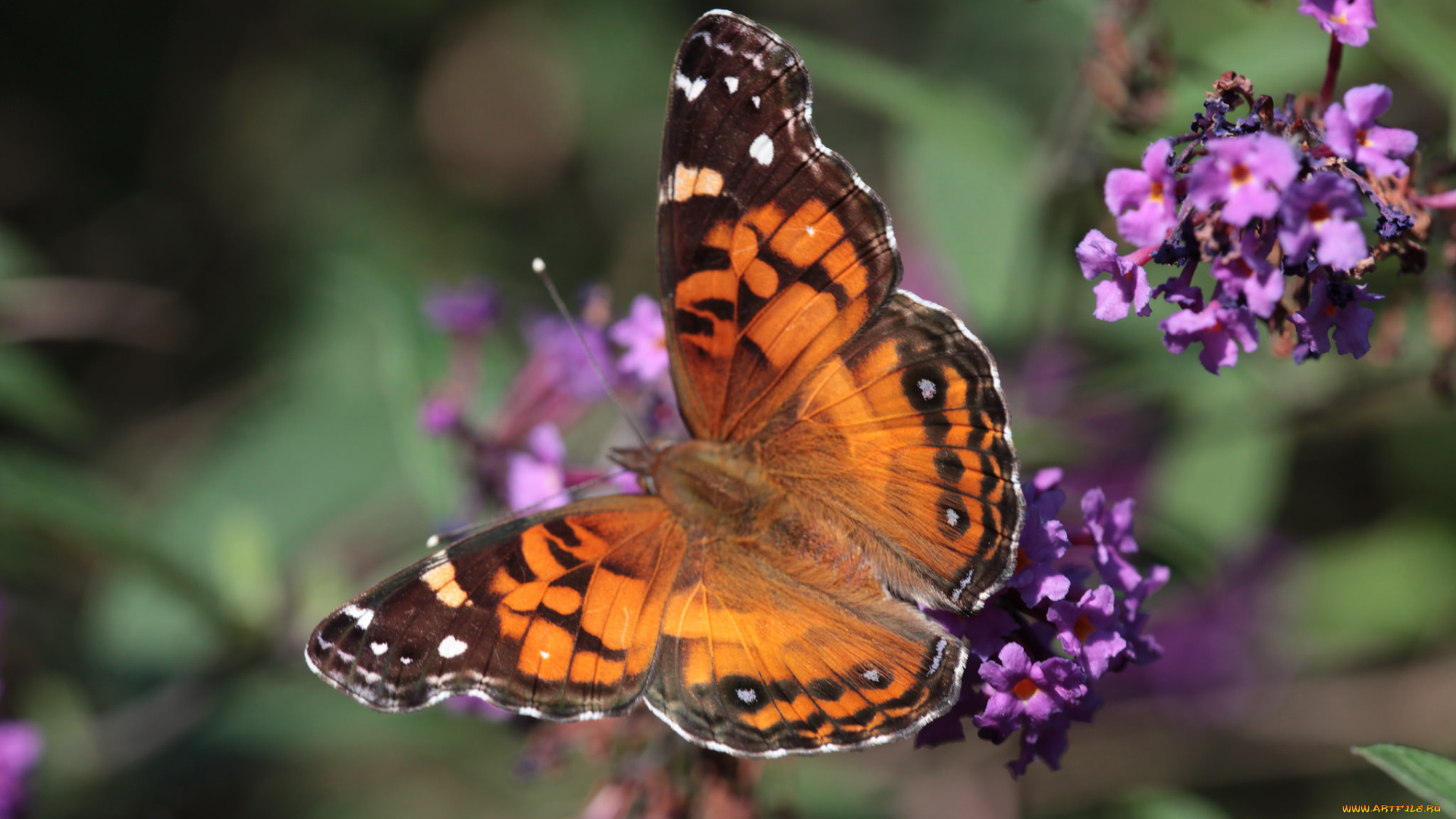 животные, бабочки, , мотыльки, , моли, бабочка