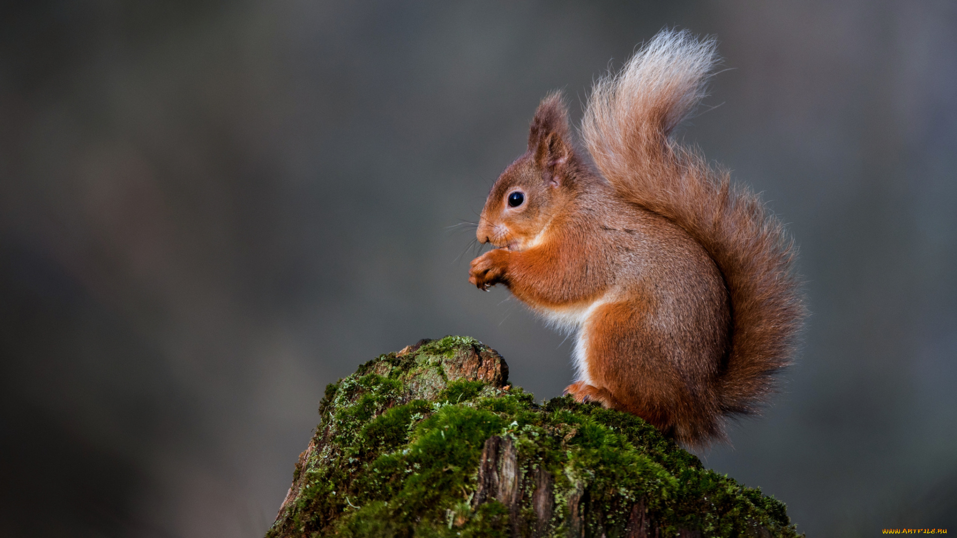 животные, белки, белка