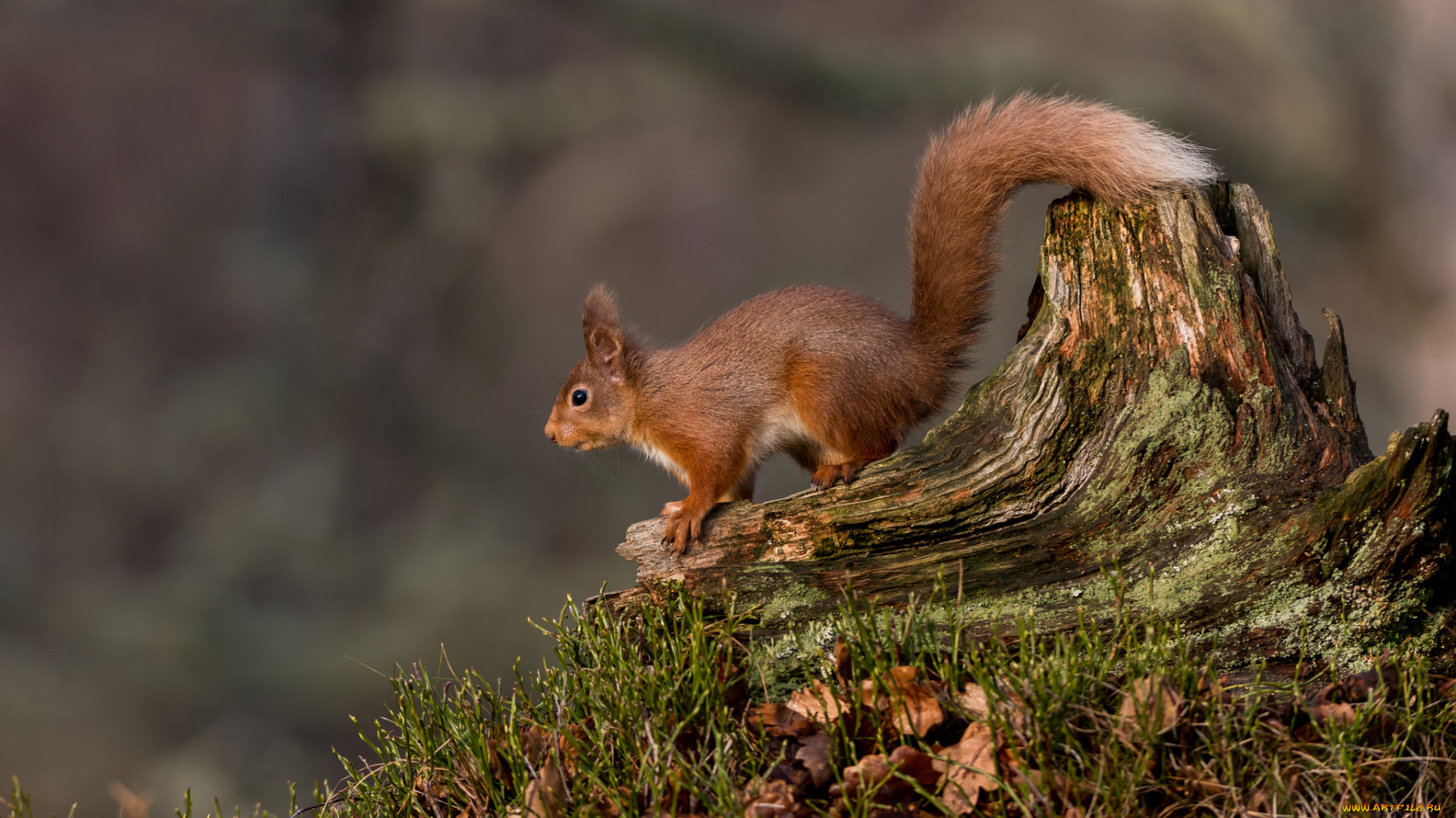 животные, белки, белка