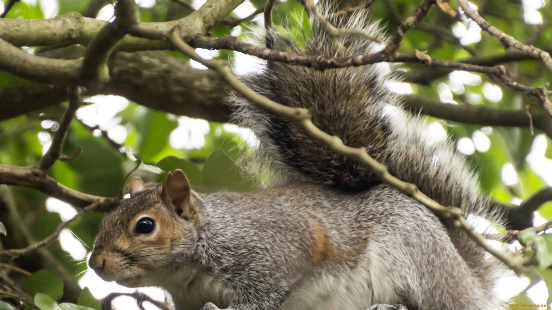 животные, белки, белка