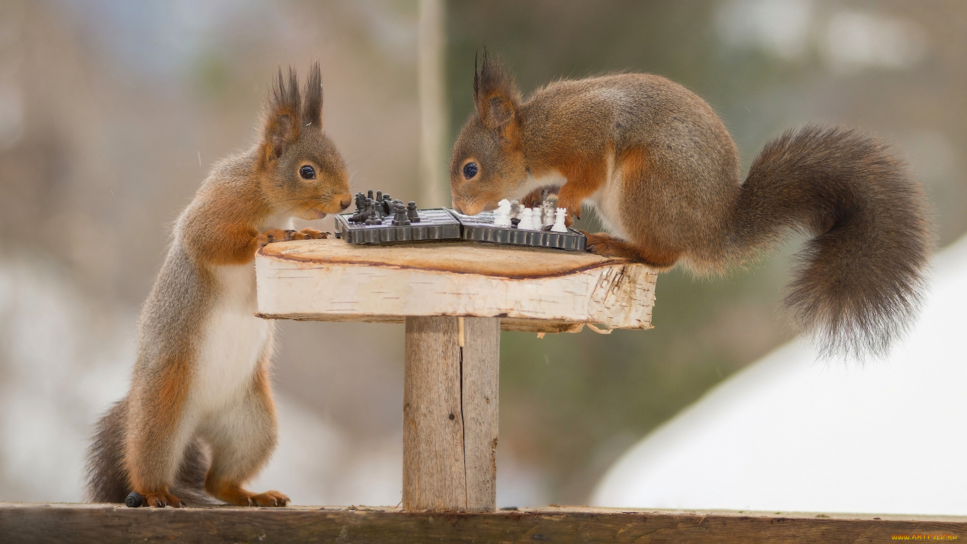 животные, белки, шахматы, игра