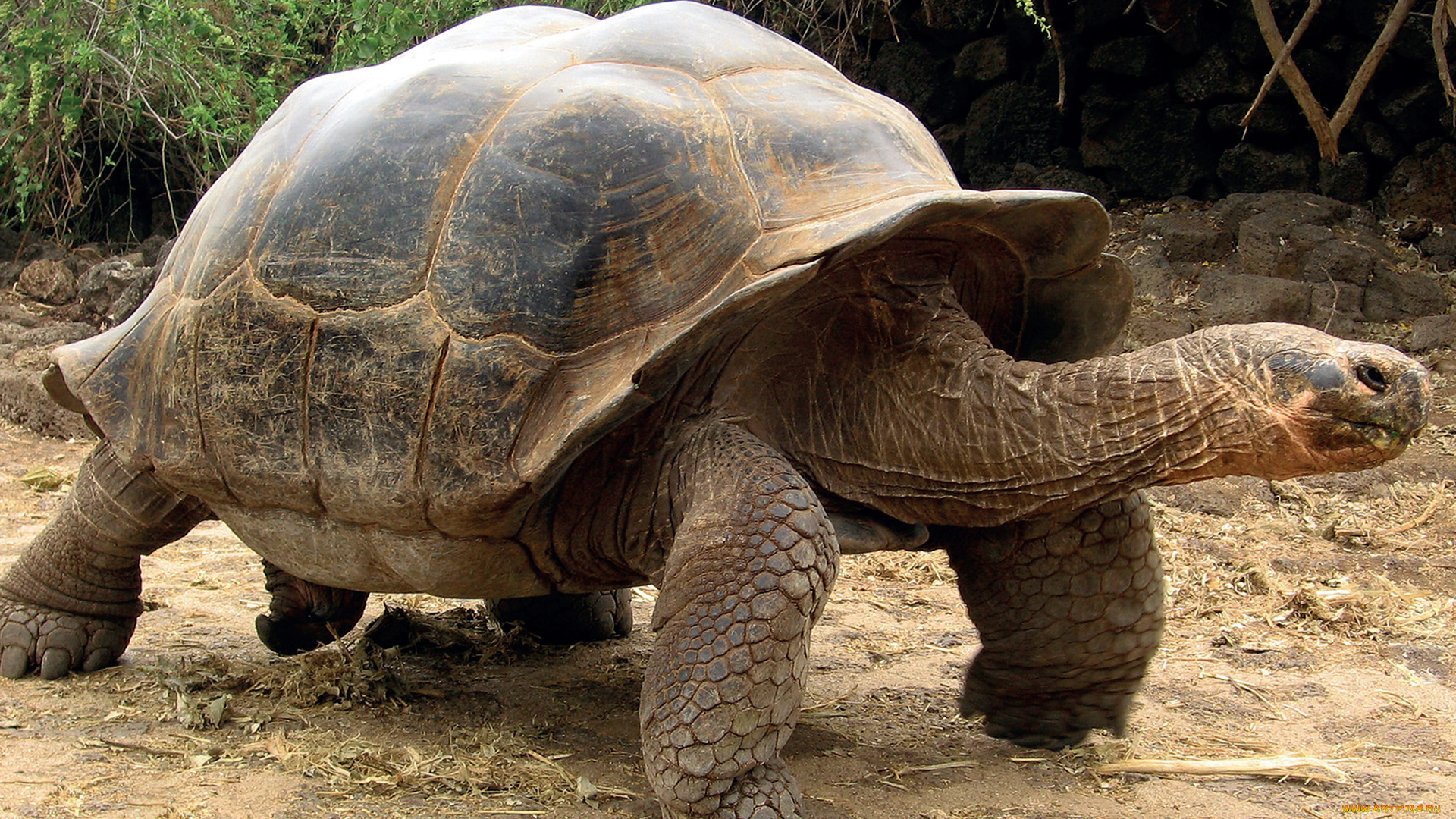 животные, Черепахи, Черепаха, галапагосские, острова, рептилия, пресмыкающиеся, гигант, панцирь