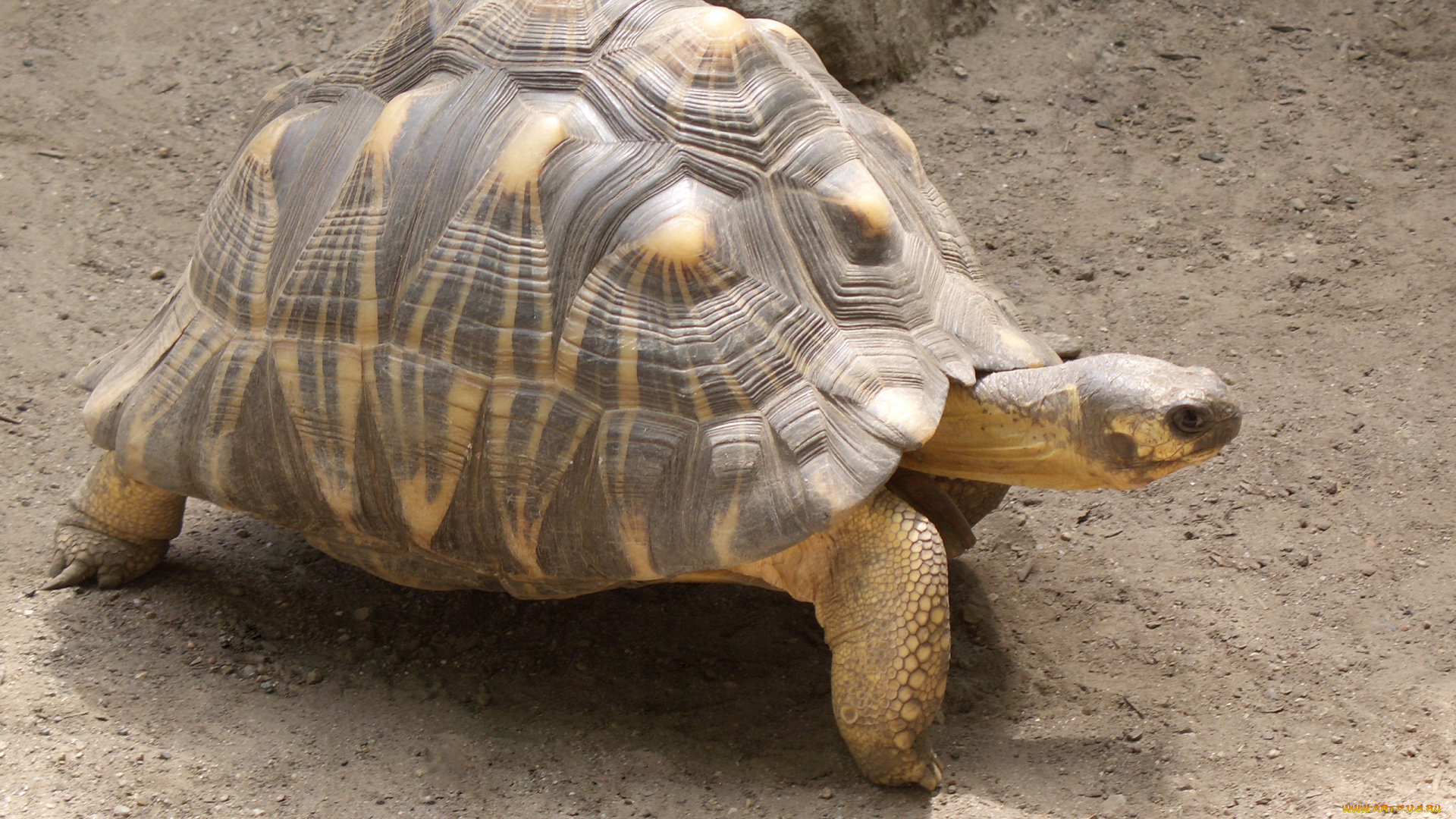 животные, Черепахи, Черепаха, панцирь, рептилия, пресмыкающиеся