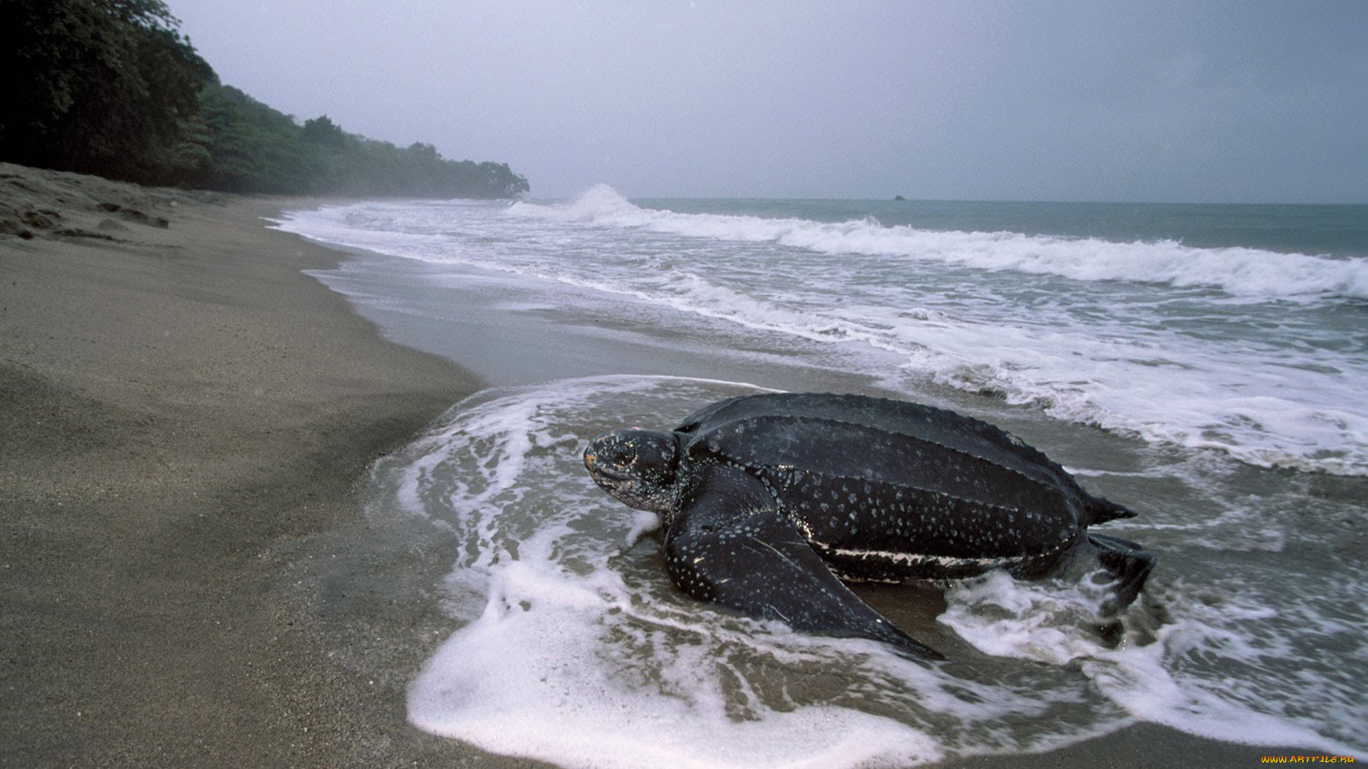 животные, Черепахи, кожистая, черепаха, морская, берег, море, океан
