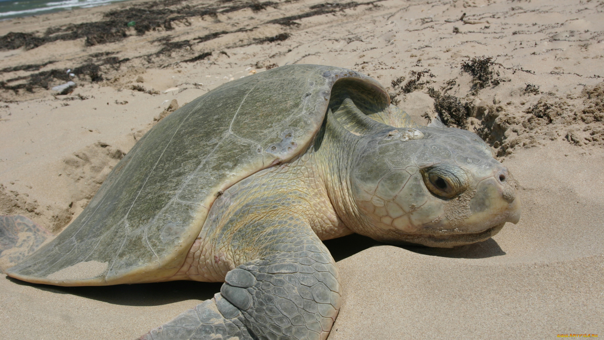 животные, Черепахи, морская, черепаха, песок, рептилия, берег, море, океан
