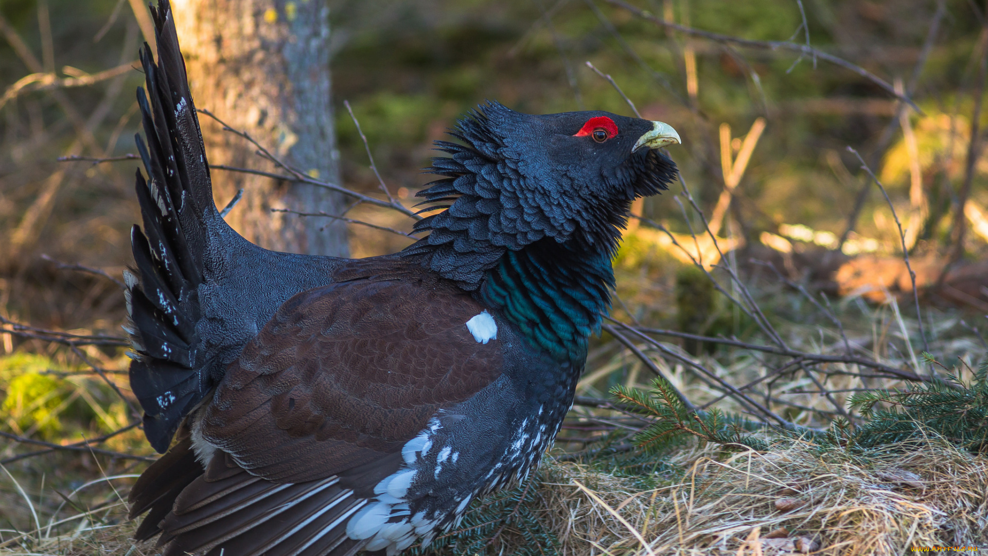 животные, глухари, , тетерева, птичка