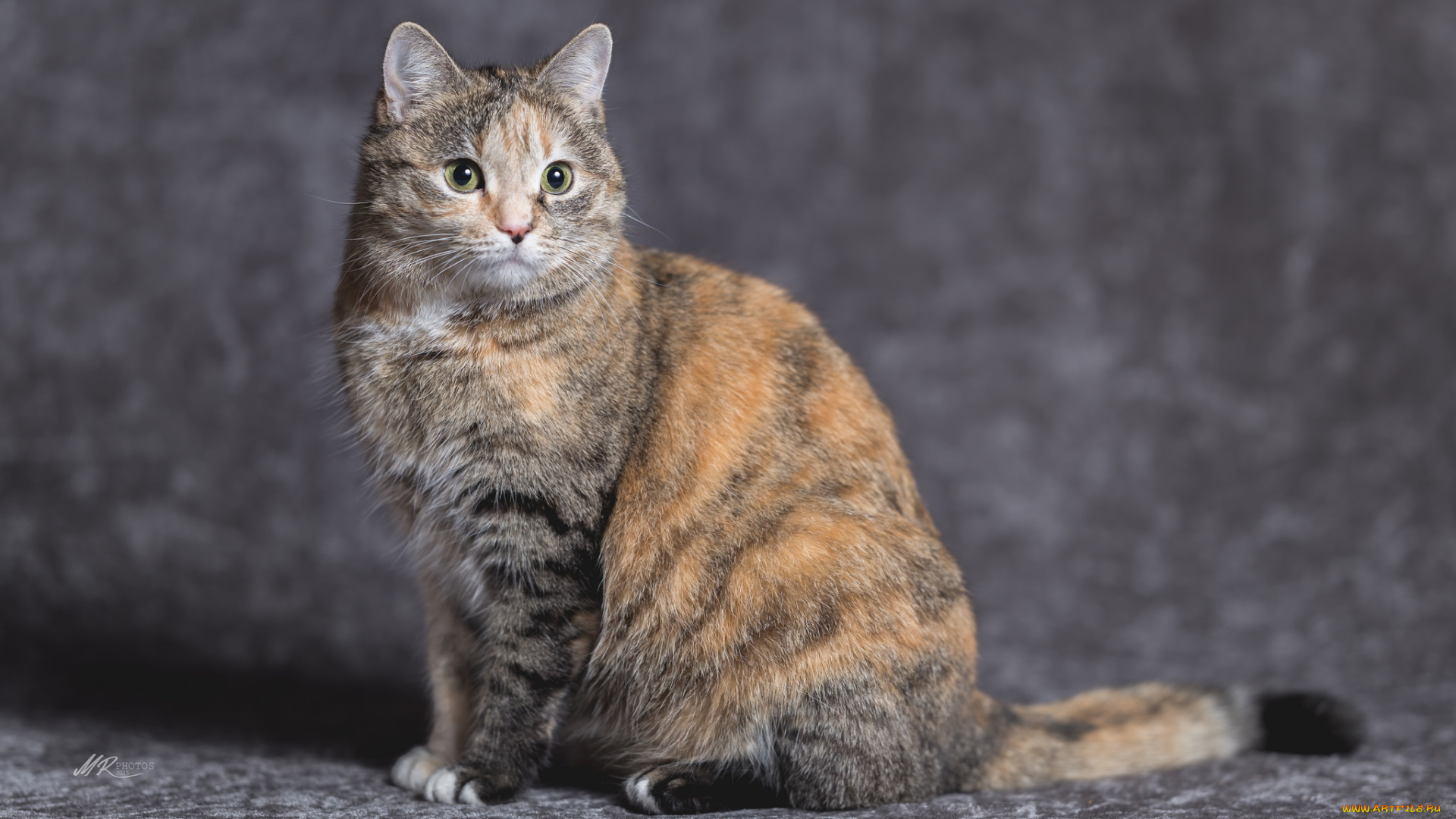 животные, коты, киса