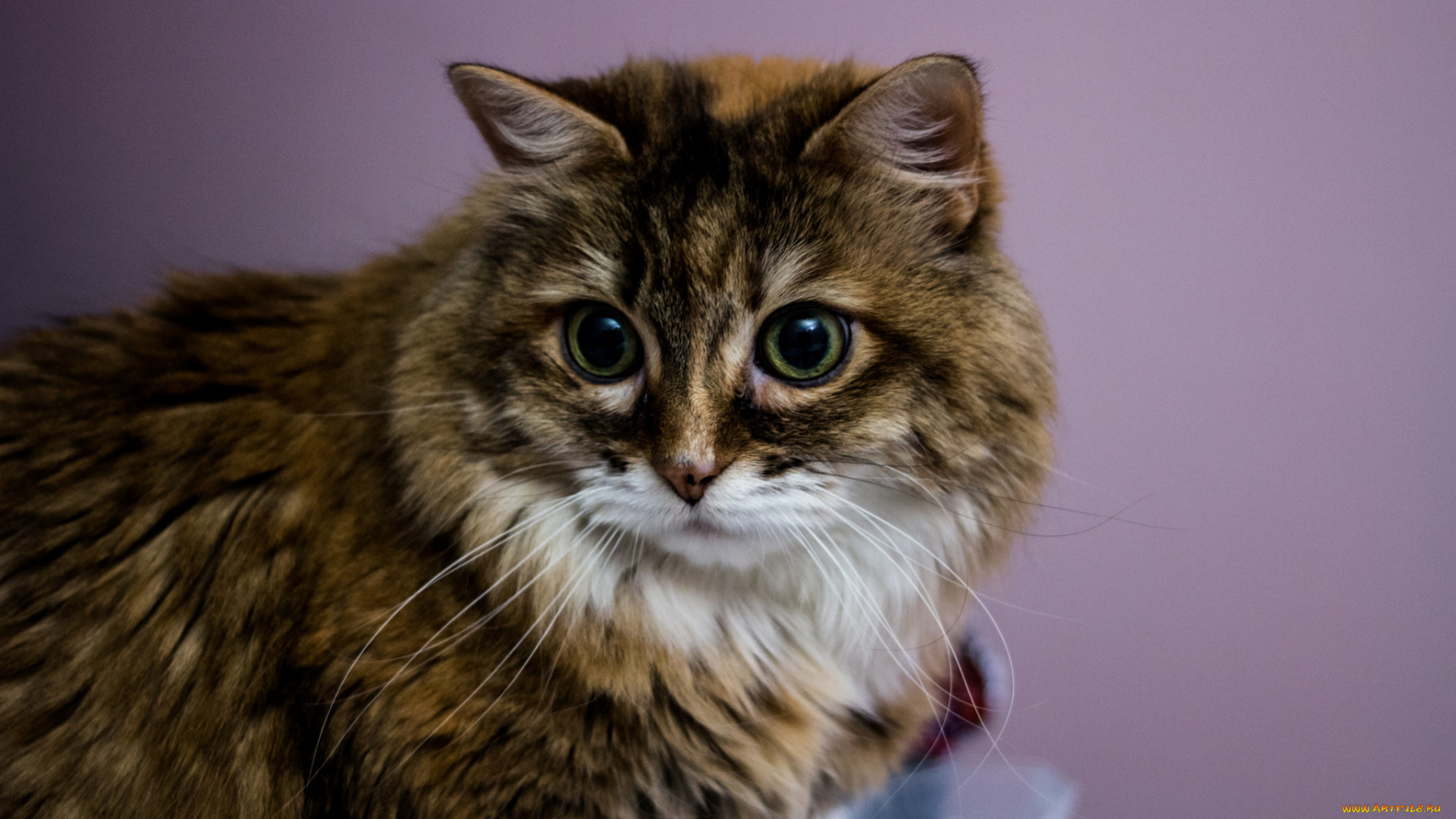 животные, коты, киса