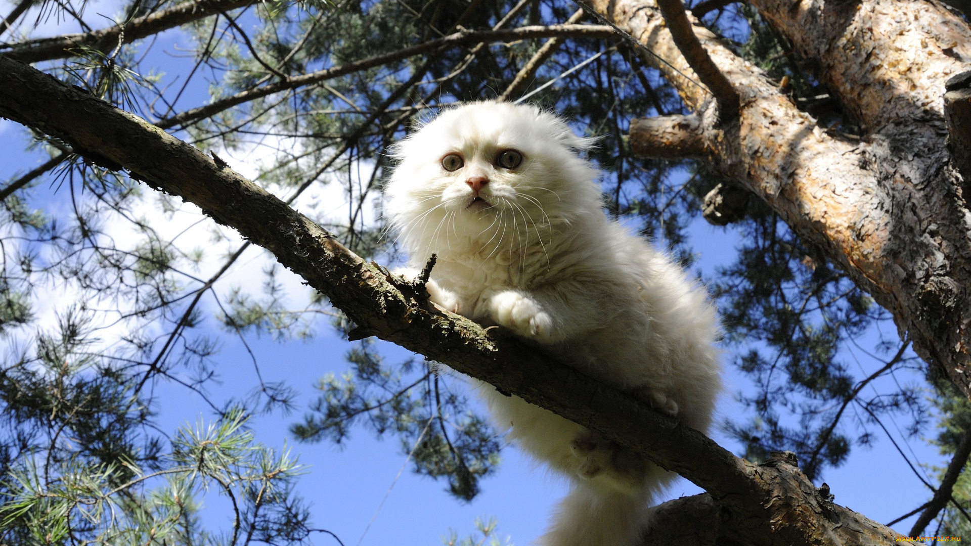 животные, коты, кошка, белая, дерево