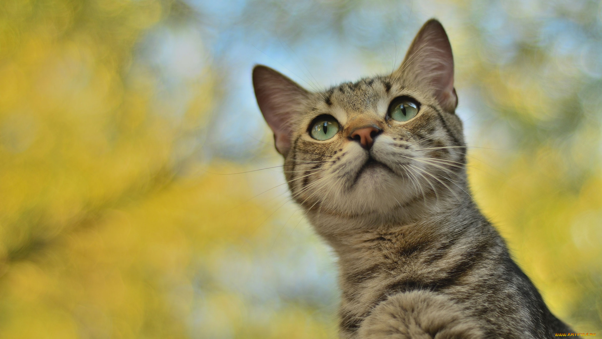 животные, коты, кот