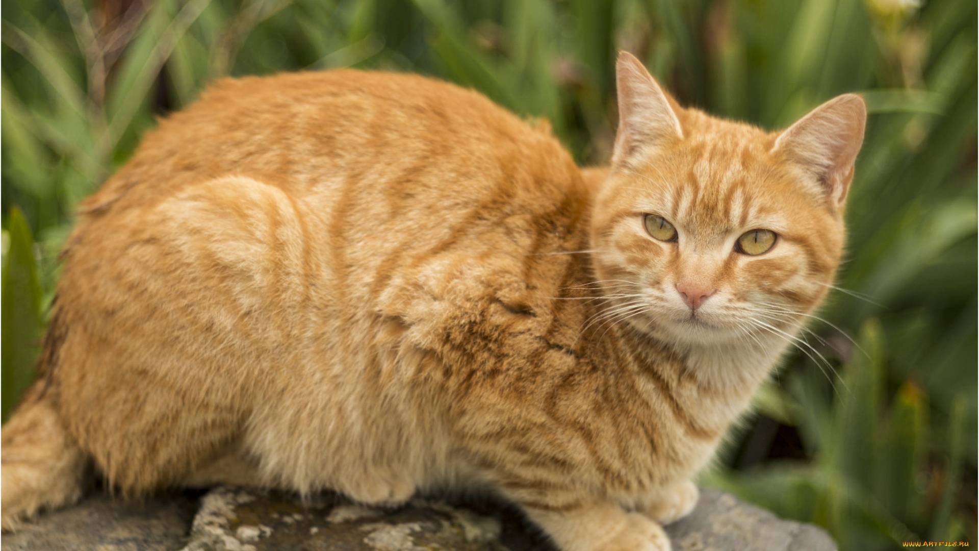 животные, коты, кот