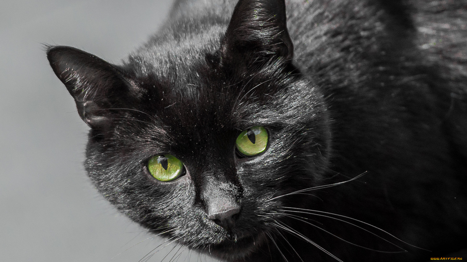 животные, коты, кот