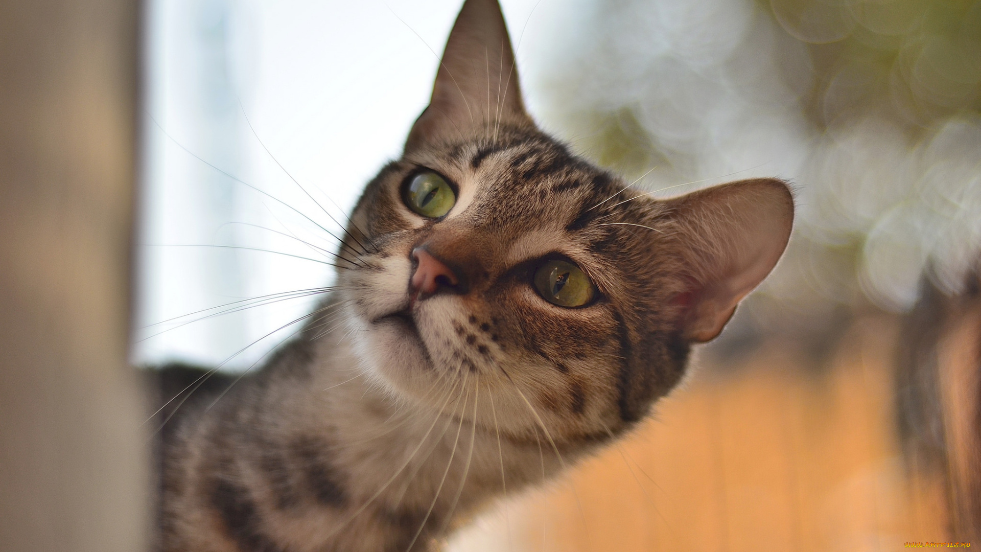 животные, коты, кот