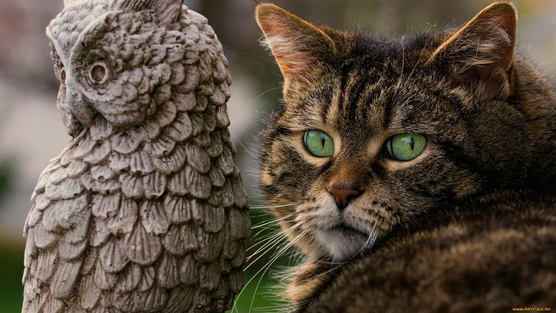 животные, коты, кот